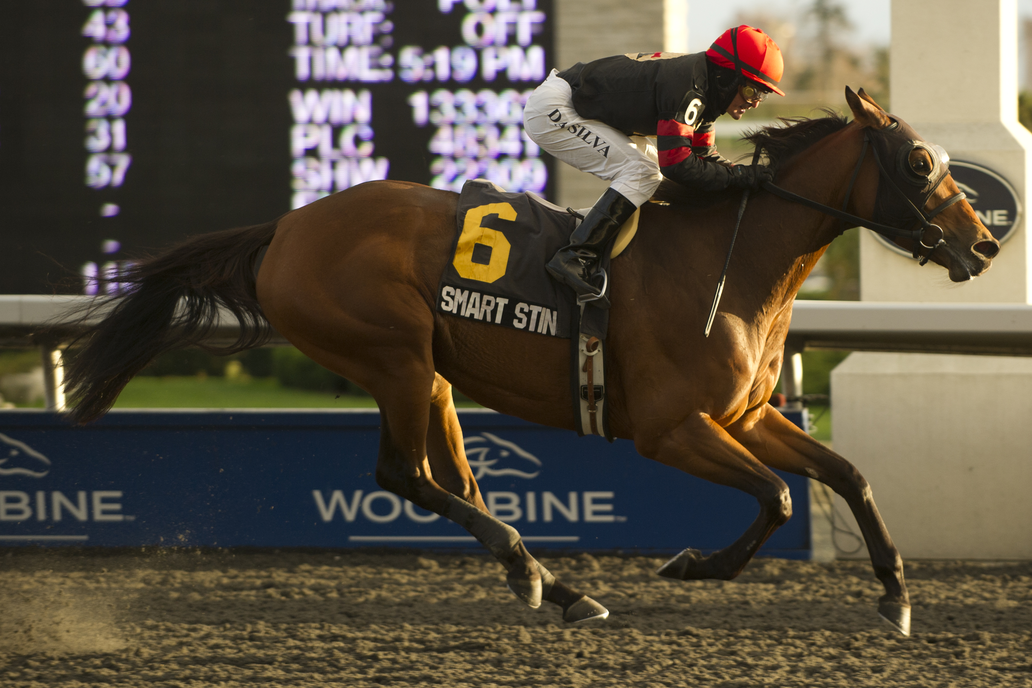 Smart Sting/Maple Leaf