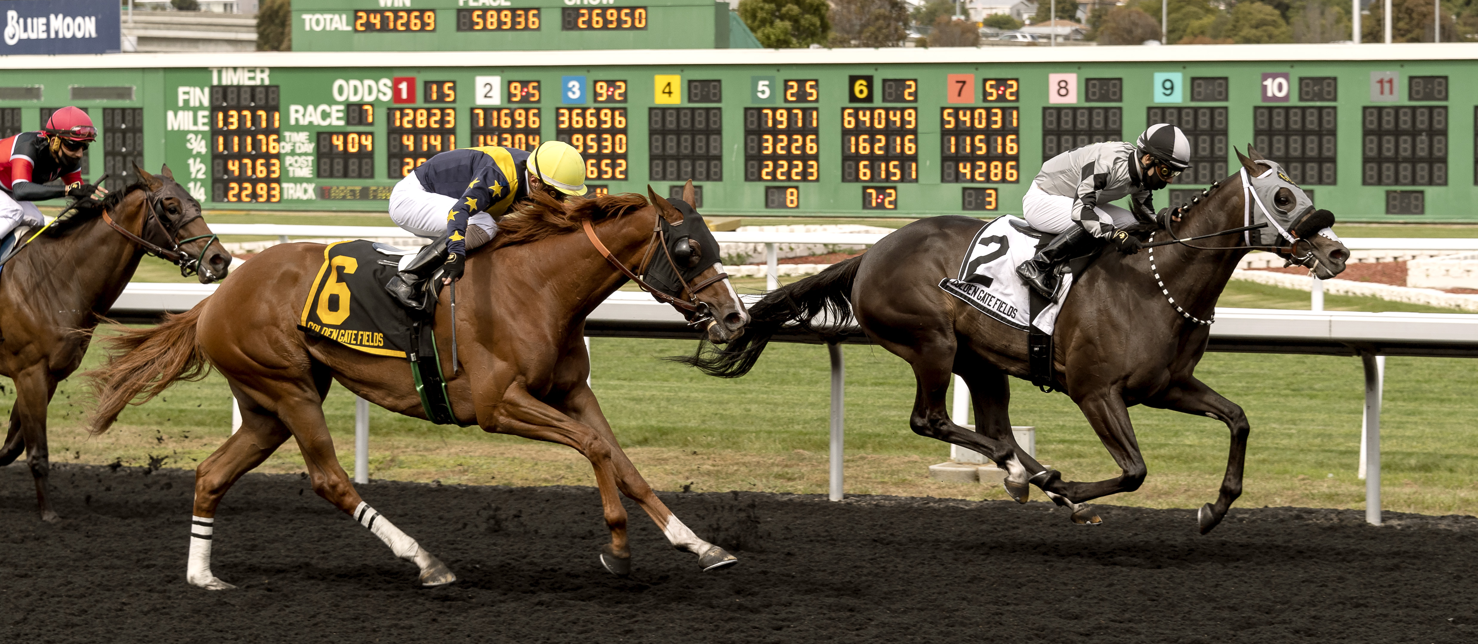 Dynasty of Her Own/California Oaks
