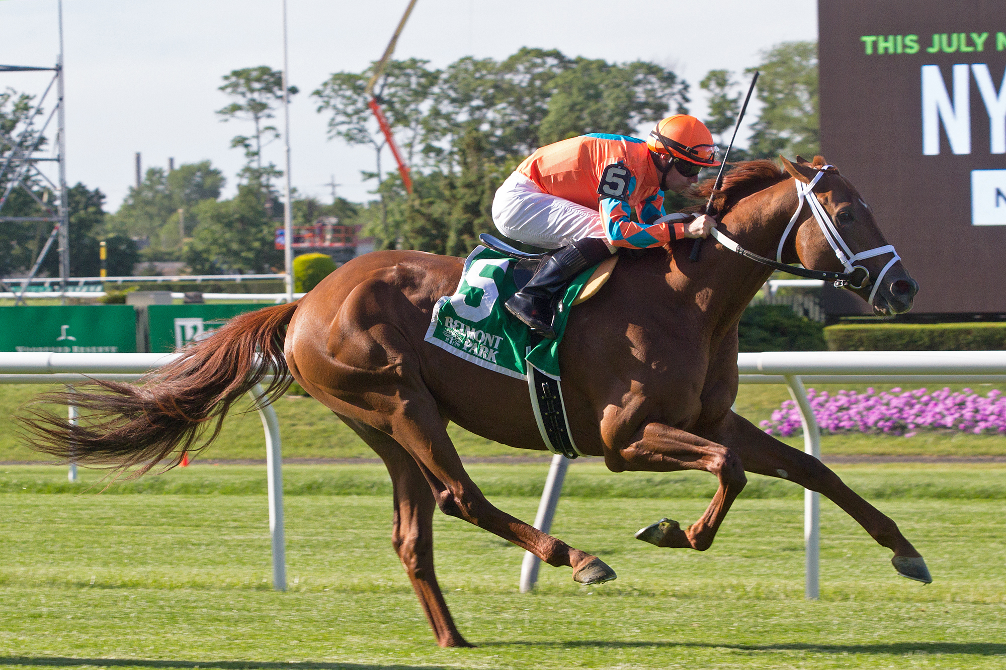Da Big Hoss wins the Belmont Gold Cup