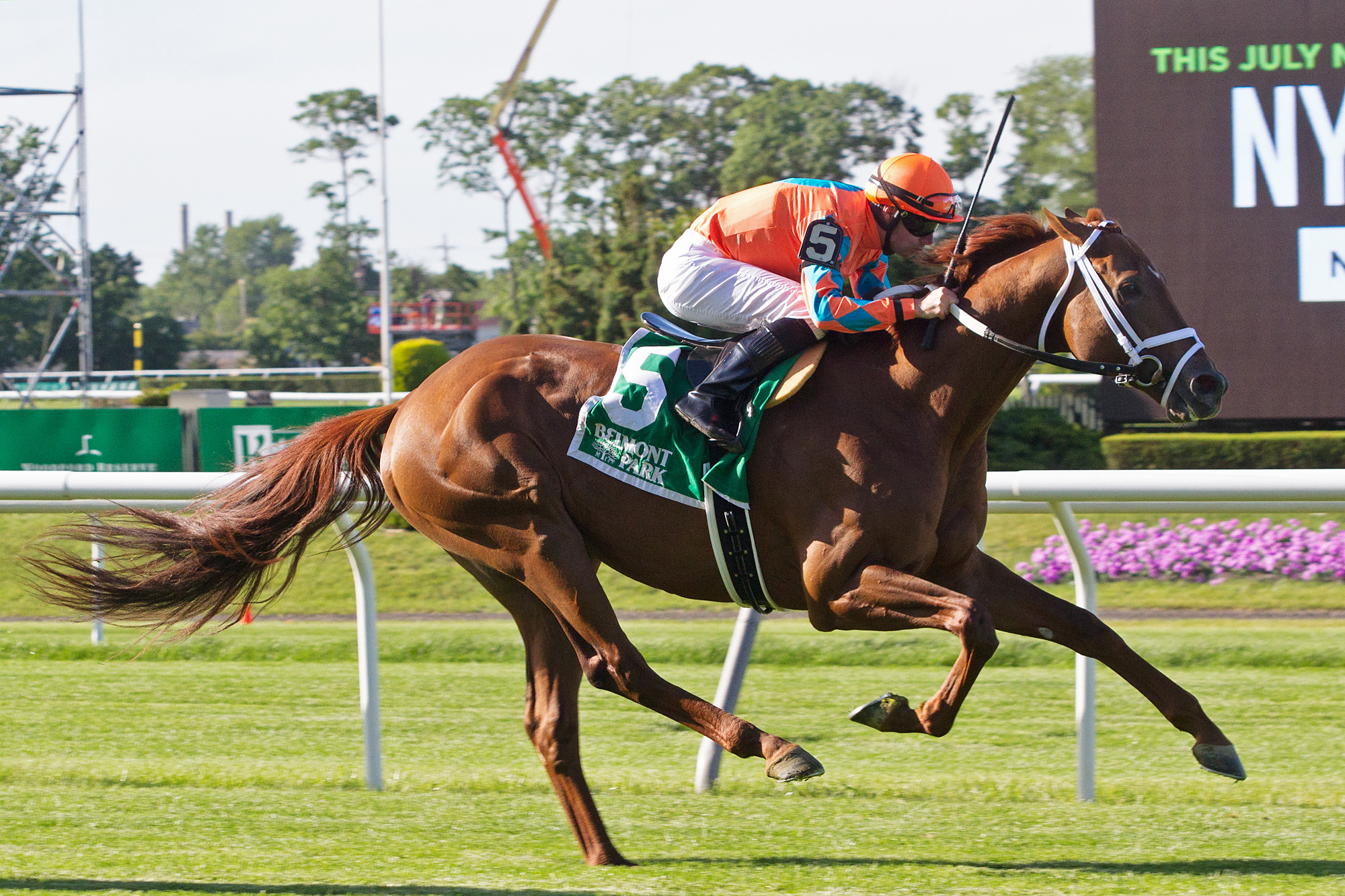 Da Big Hoss wins the Belmont Gold Cup