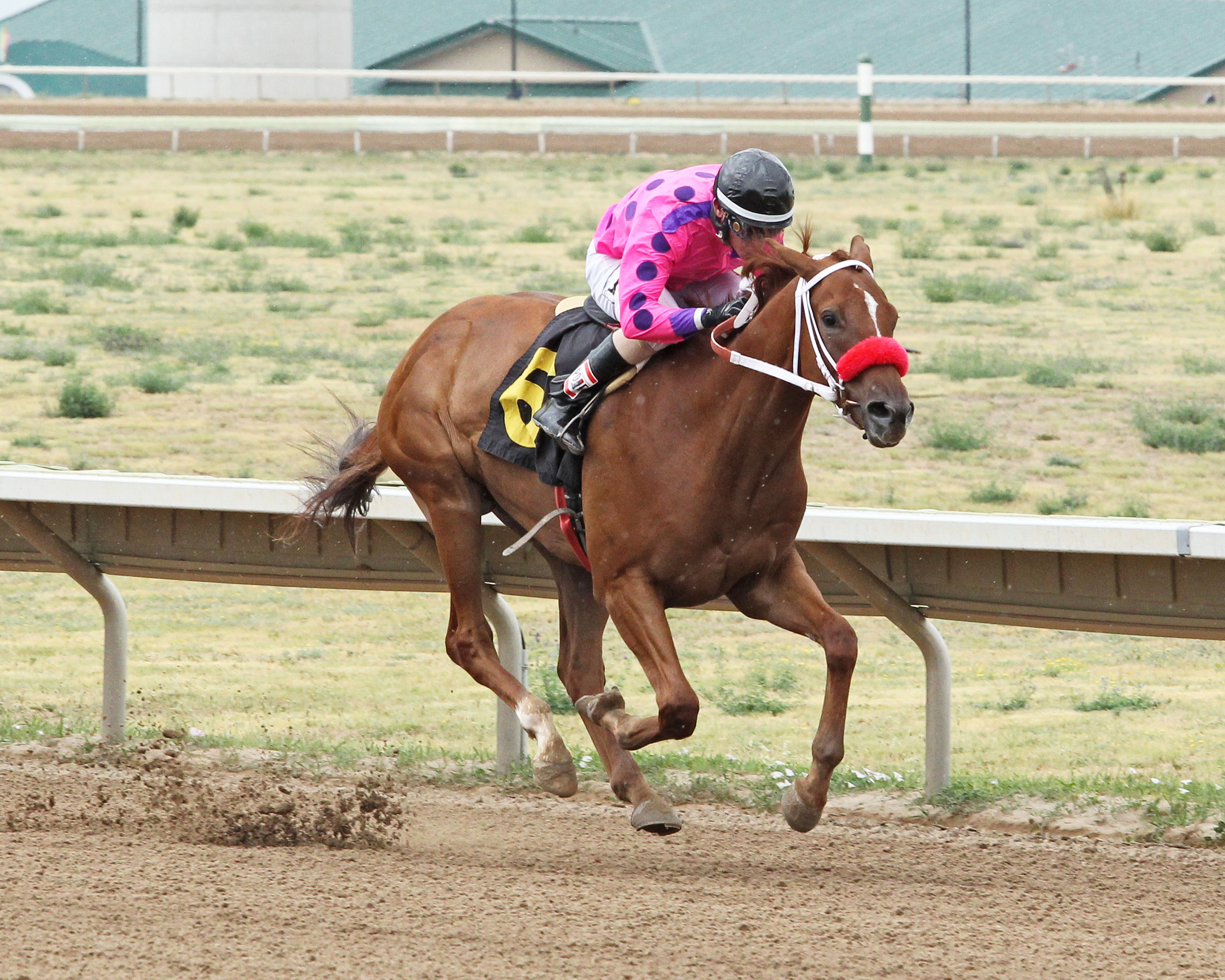 Da Grump wins the 2017 Silver Cup Futurity