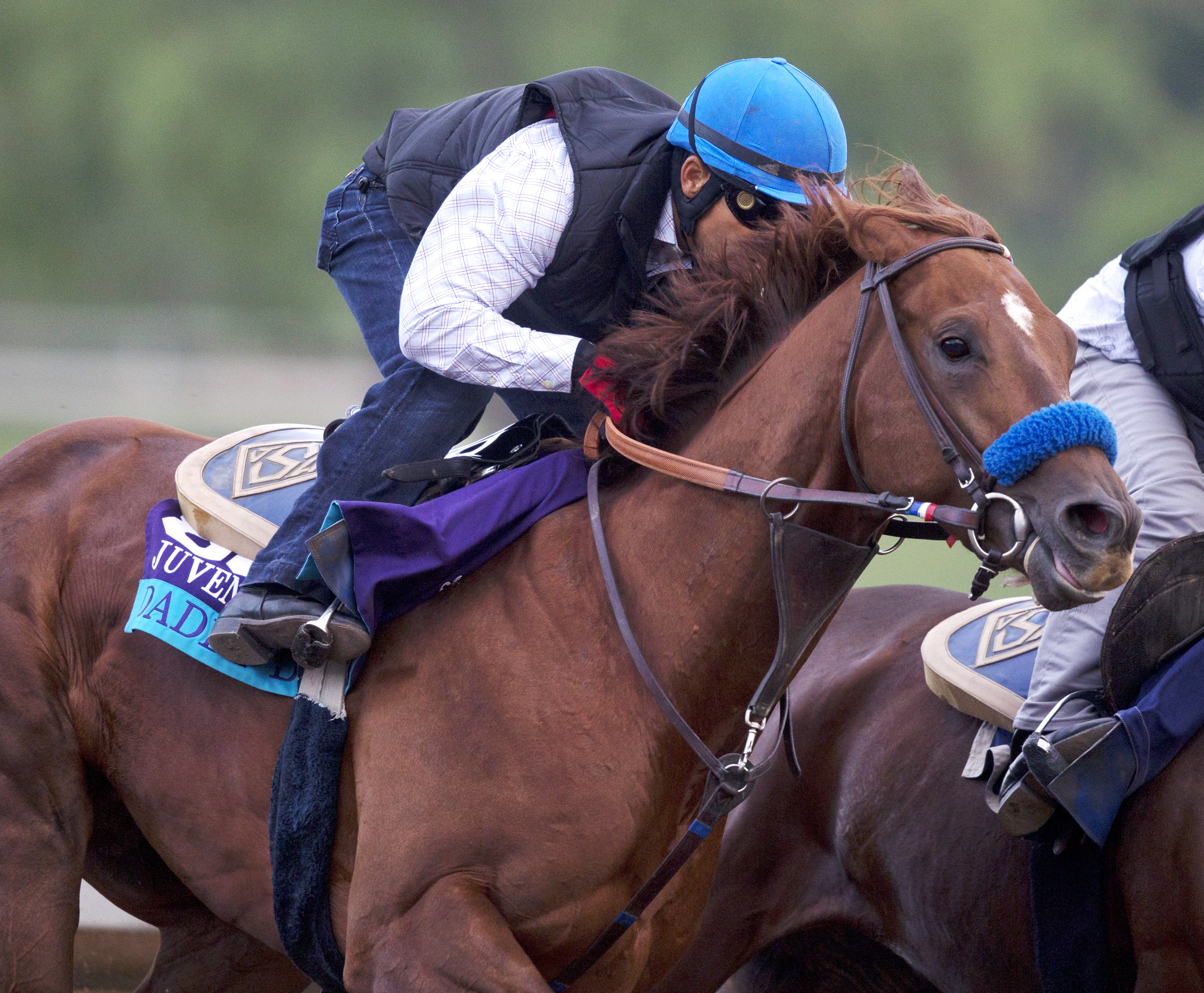 Daddy D T training for Breeders' Cup