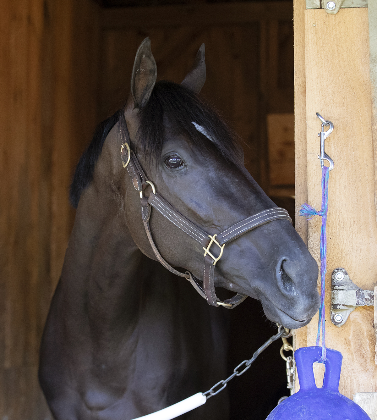 Daddy Is a Legend at Saratoga on July 18