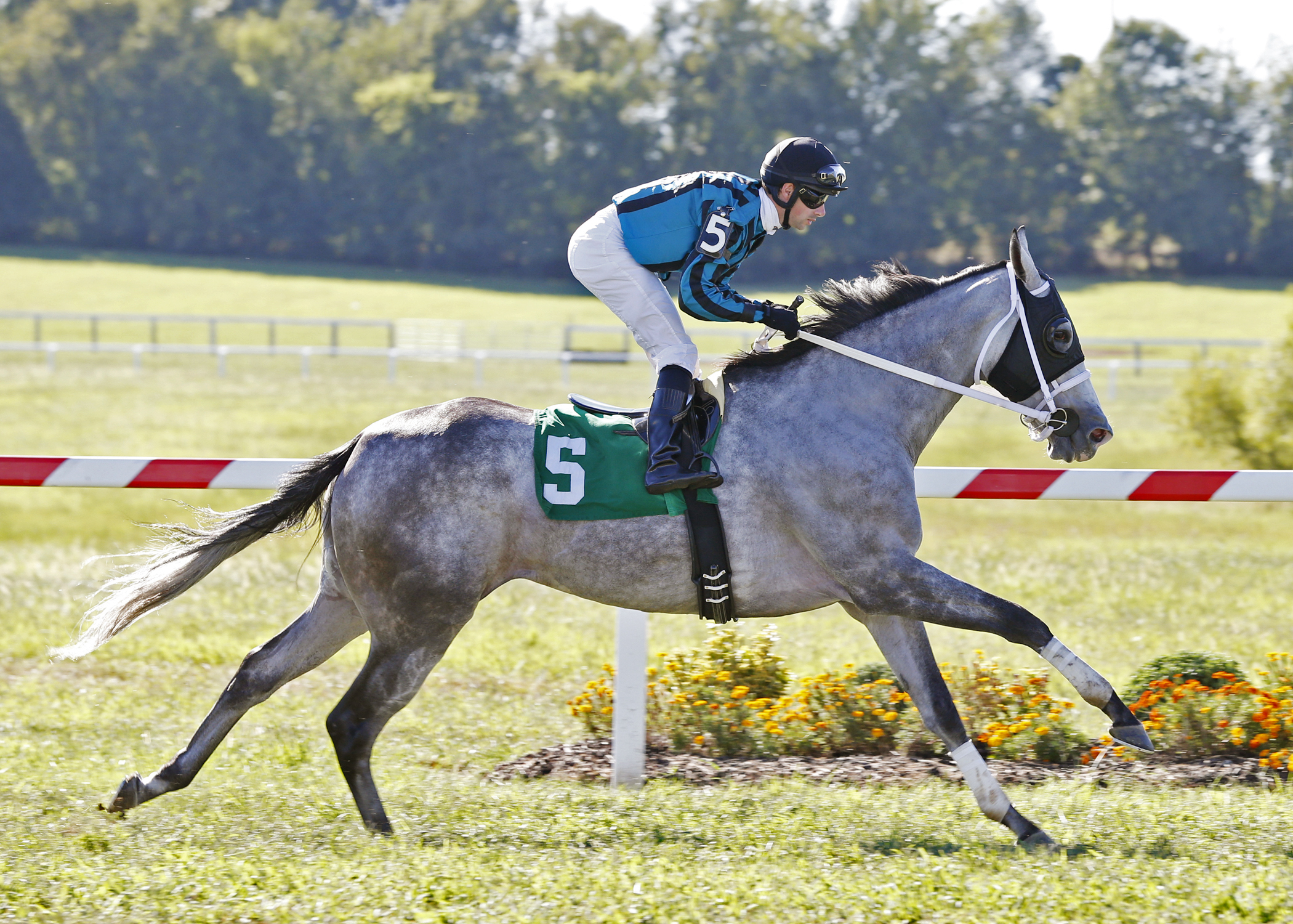 Daddys Boo wins a Sept. 11 allowance race