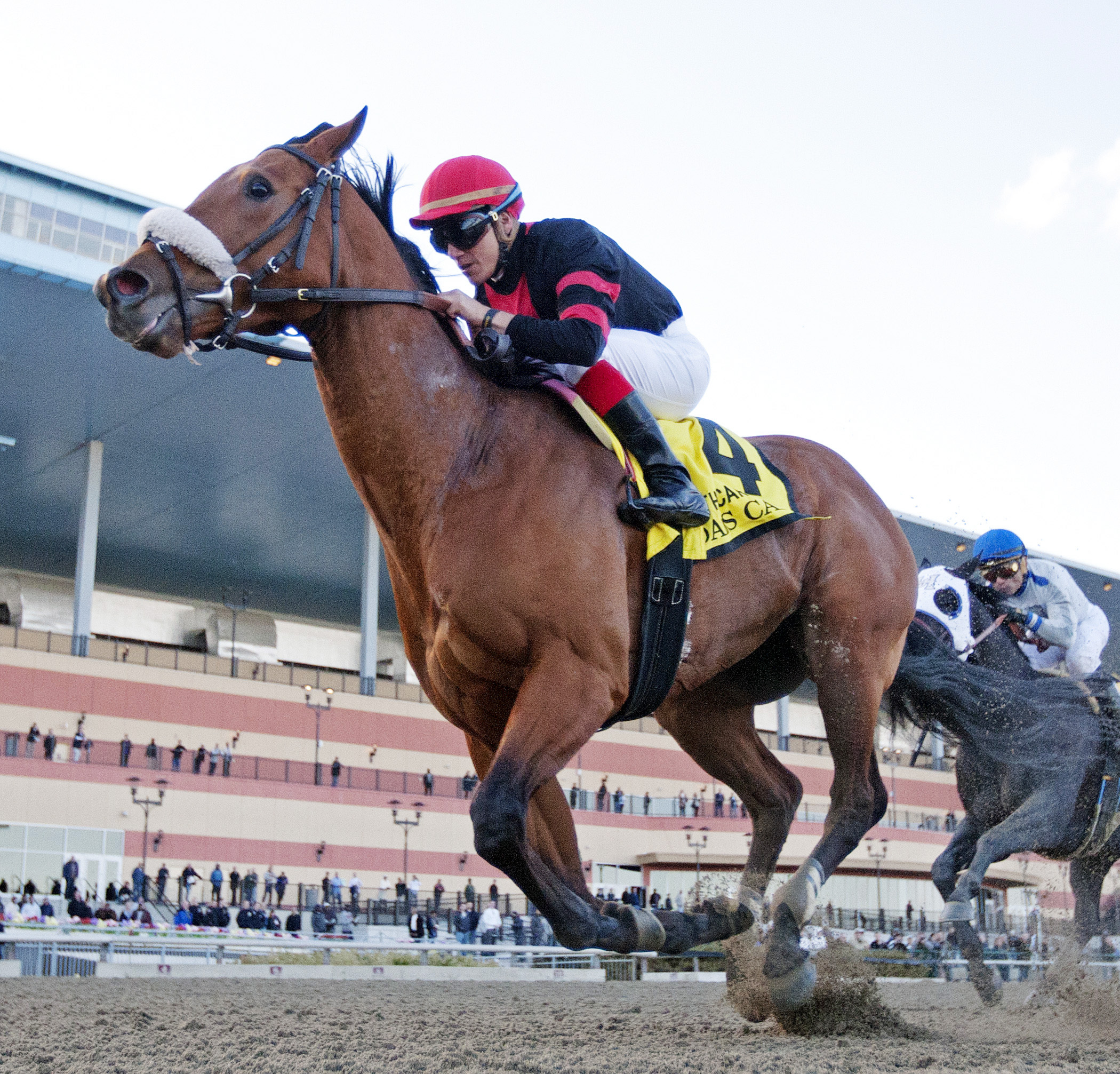 Dads Caps wins the Carter Handicap
