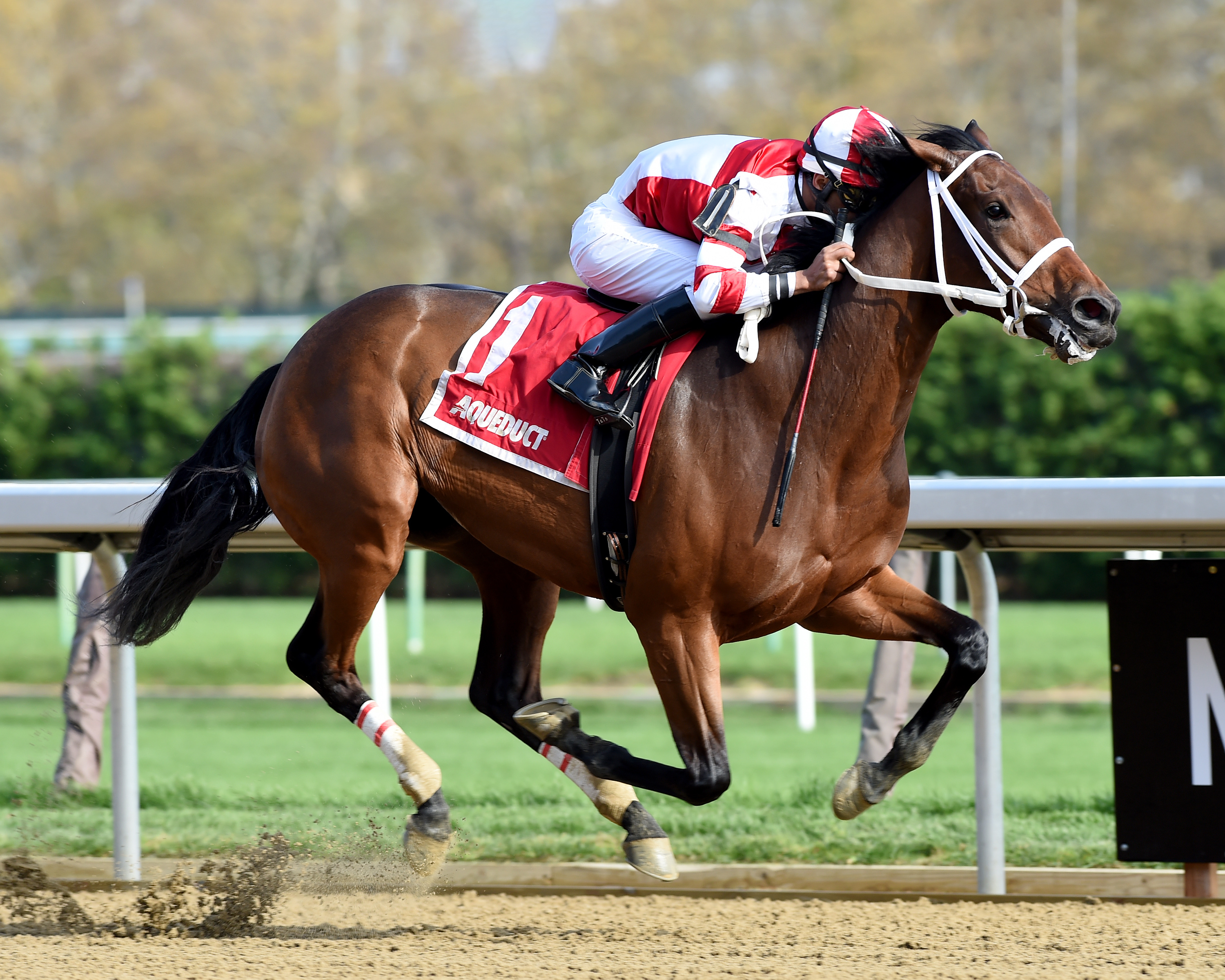 Daisy wins the 2017 Tempted Stakes
