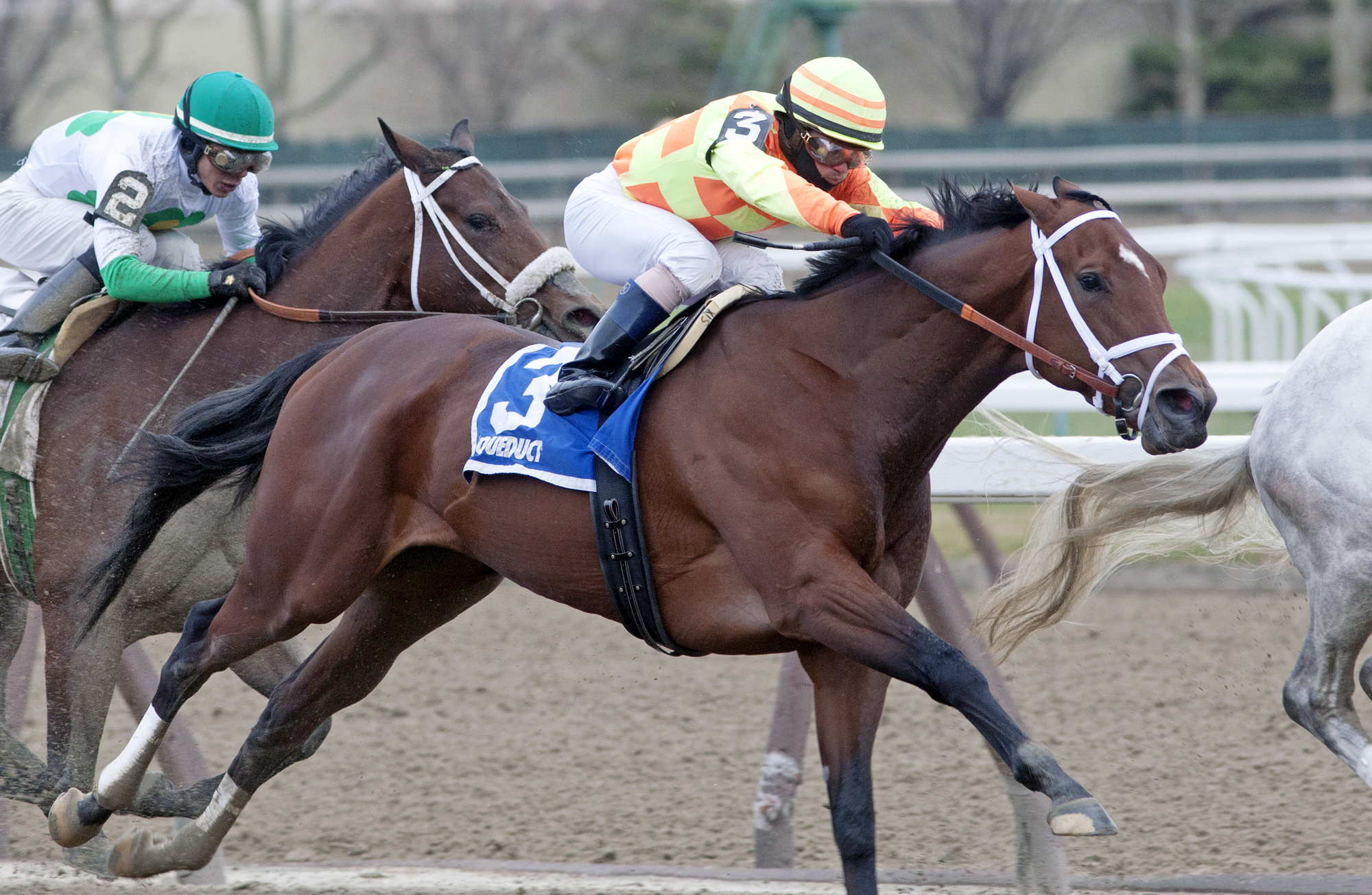 Dame Dorothy finishes third in the Comely