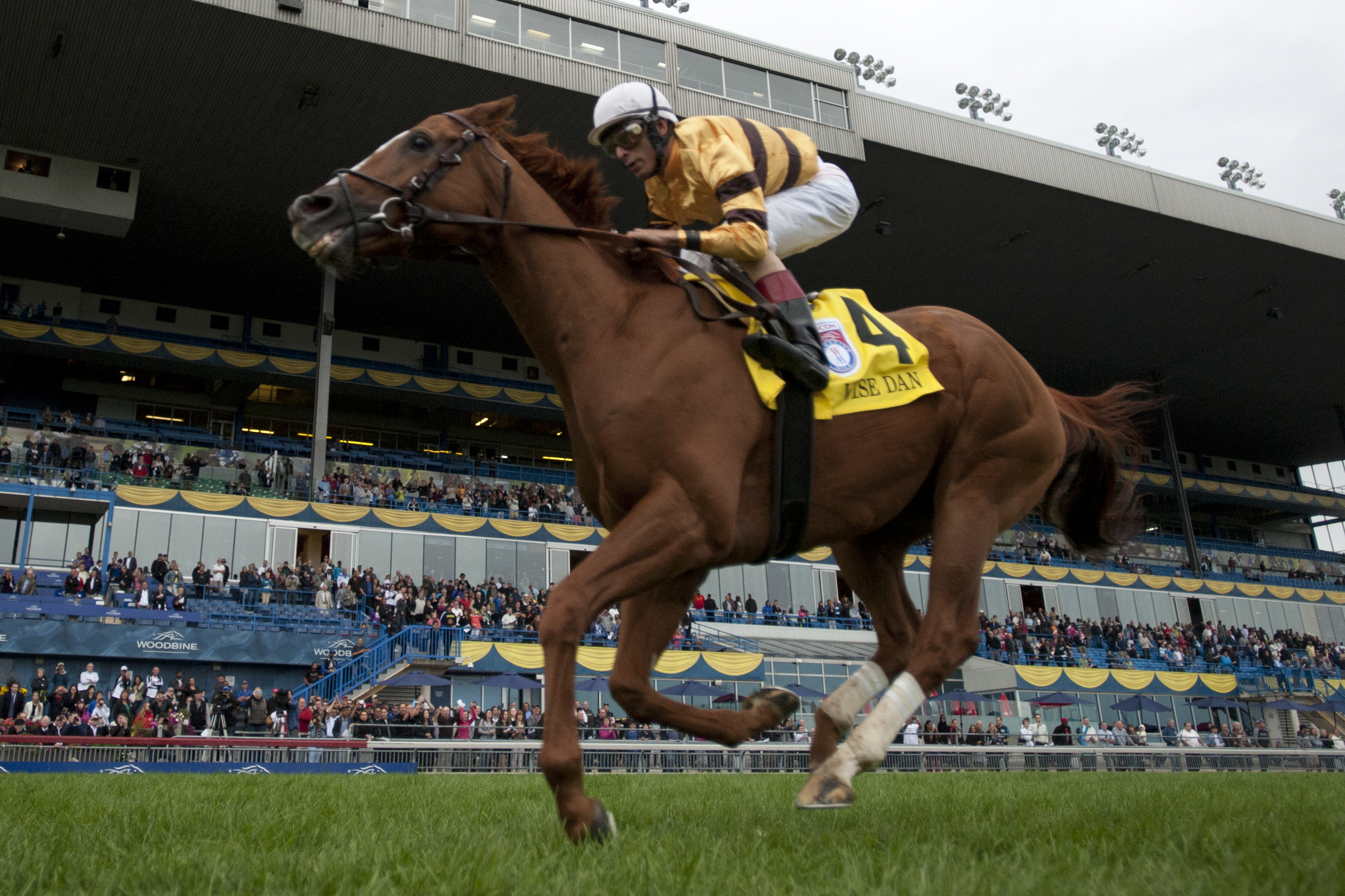 Wise Dan