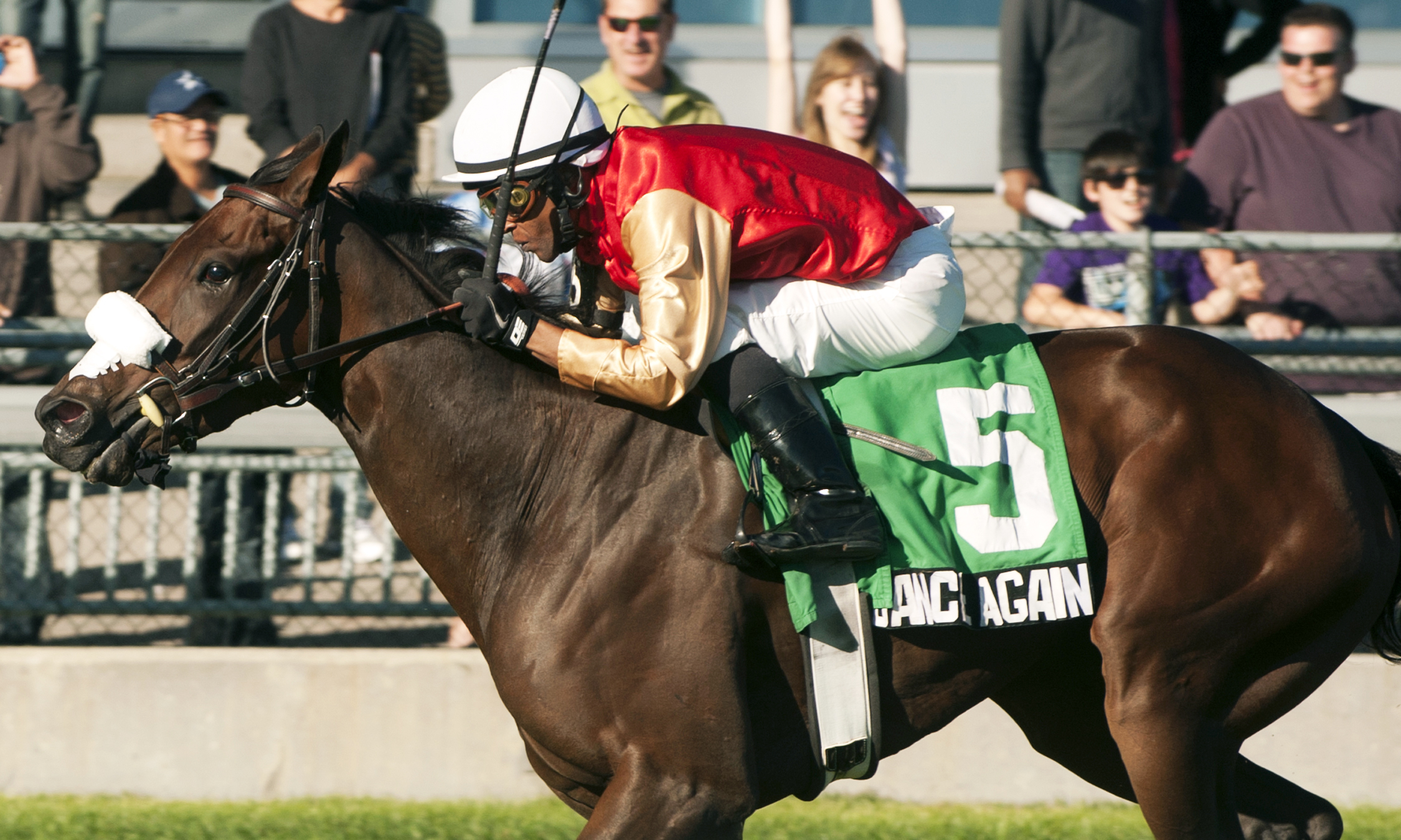 Dance Again wins the 2013 Carotene Stakes