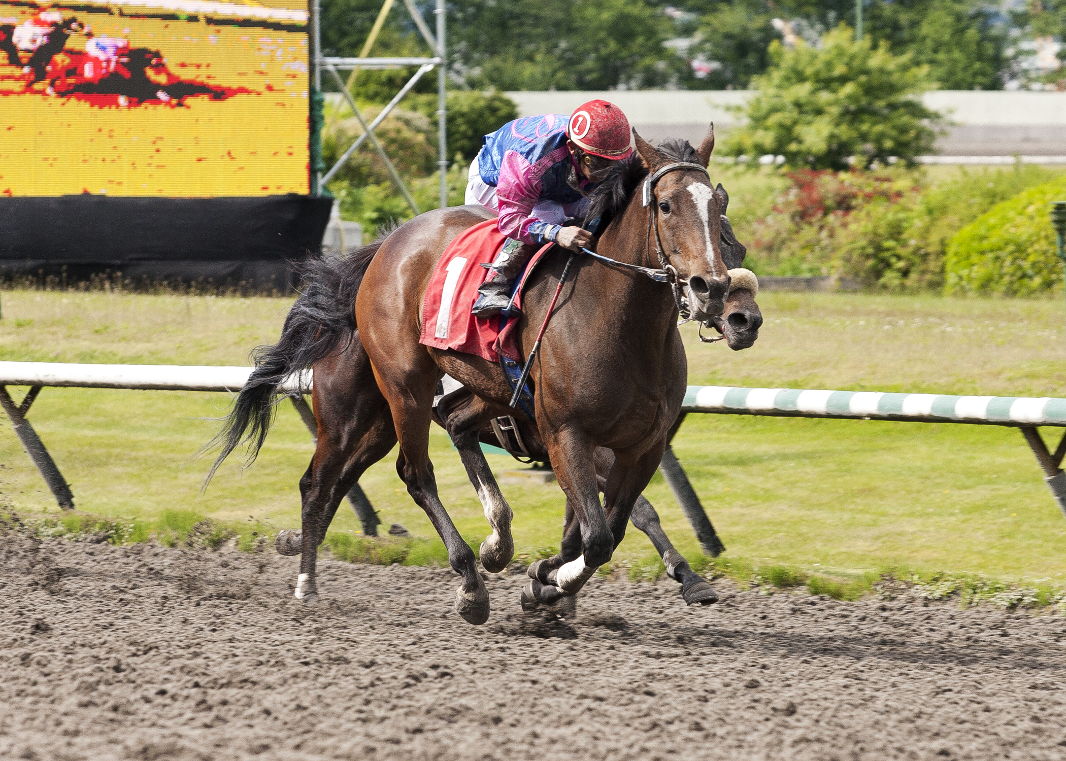 Dance the Wind wins the 2013 Vancouver Sun Handicap