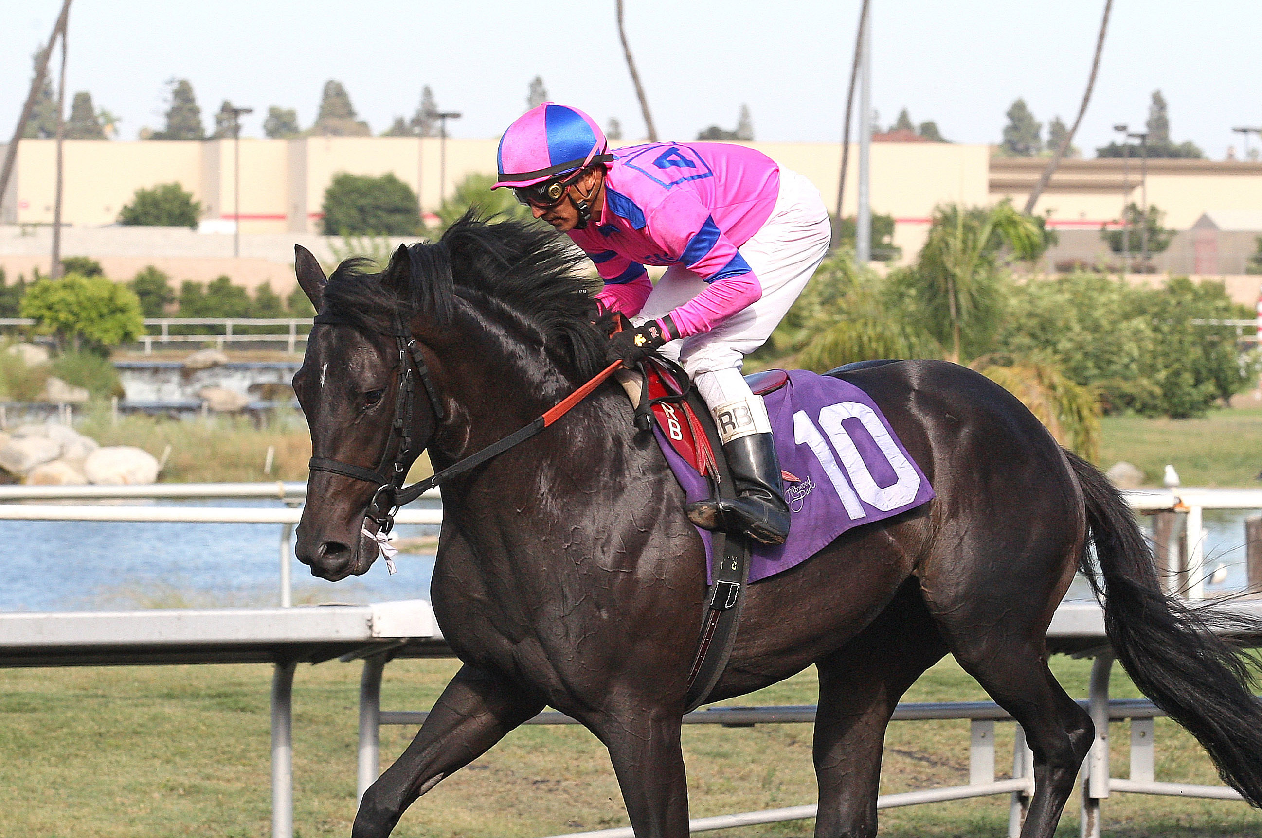 Dance With Fate, maiden race