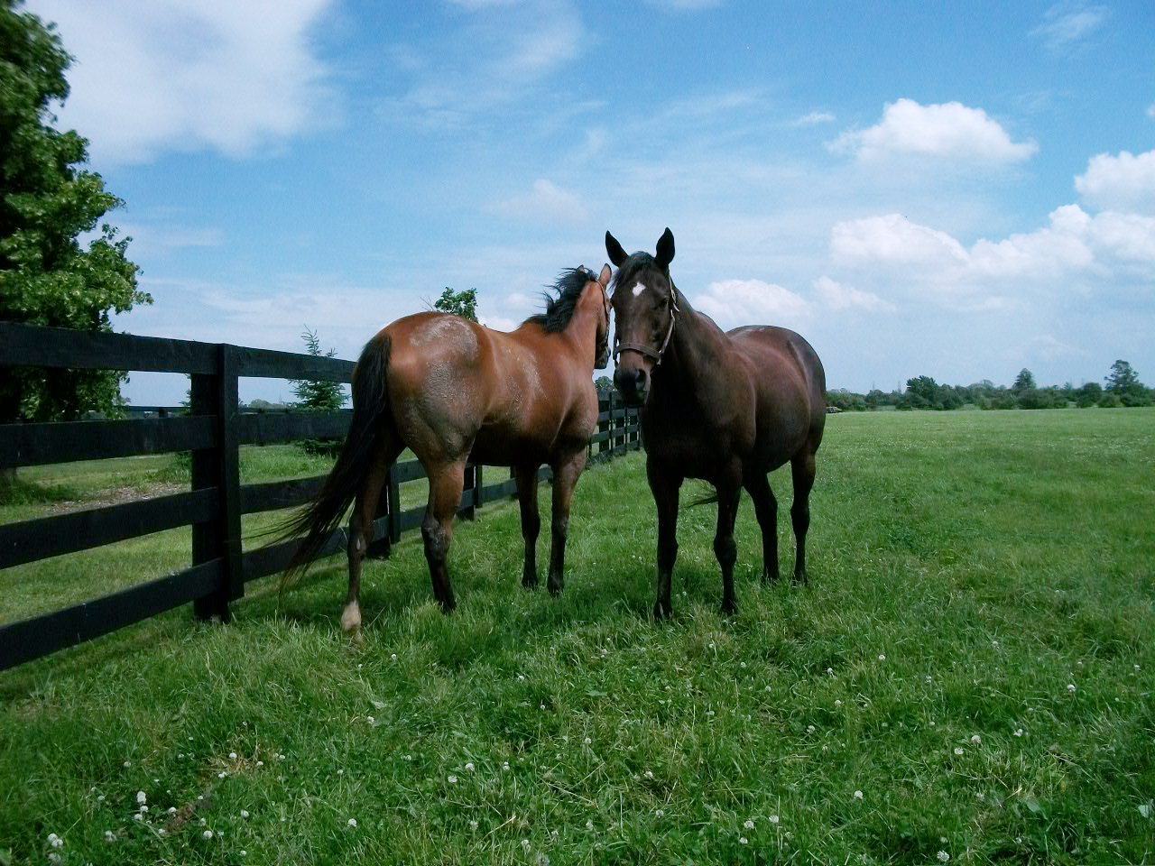 Catching up with Dancethruthedawn: Mare had big shoes to fill for Sam-Son