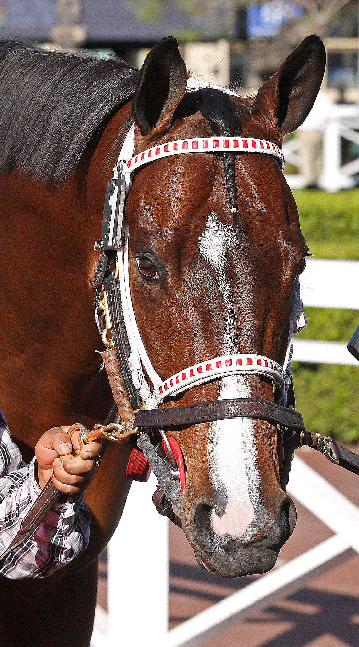 Dancing in Silks retired from racing once again