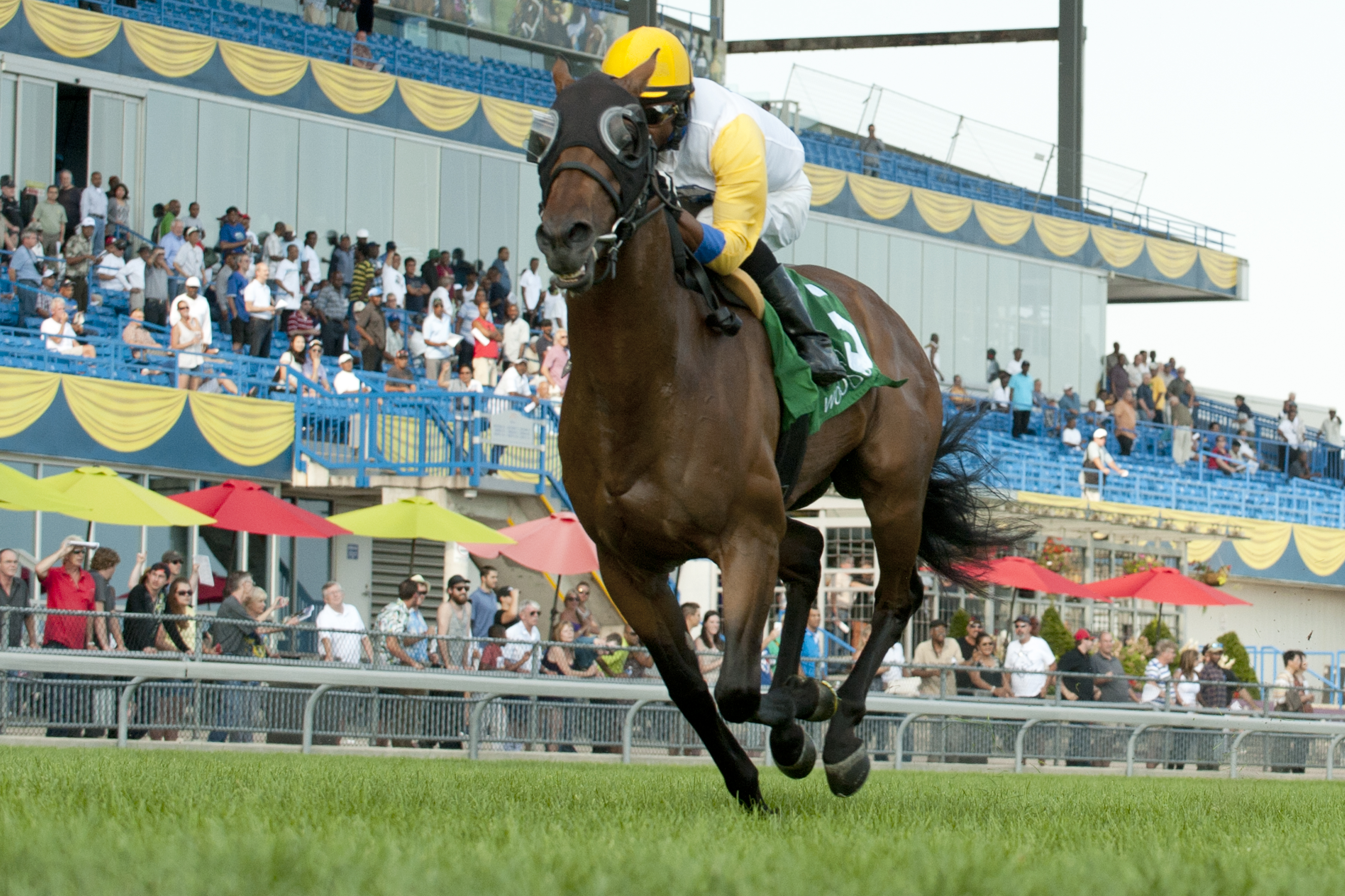 Danish Dynaformer wins 2015 Breeders'