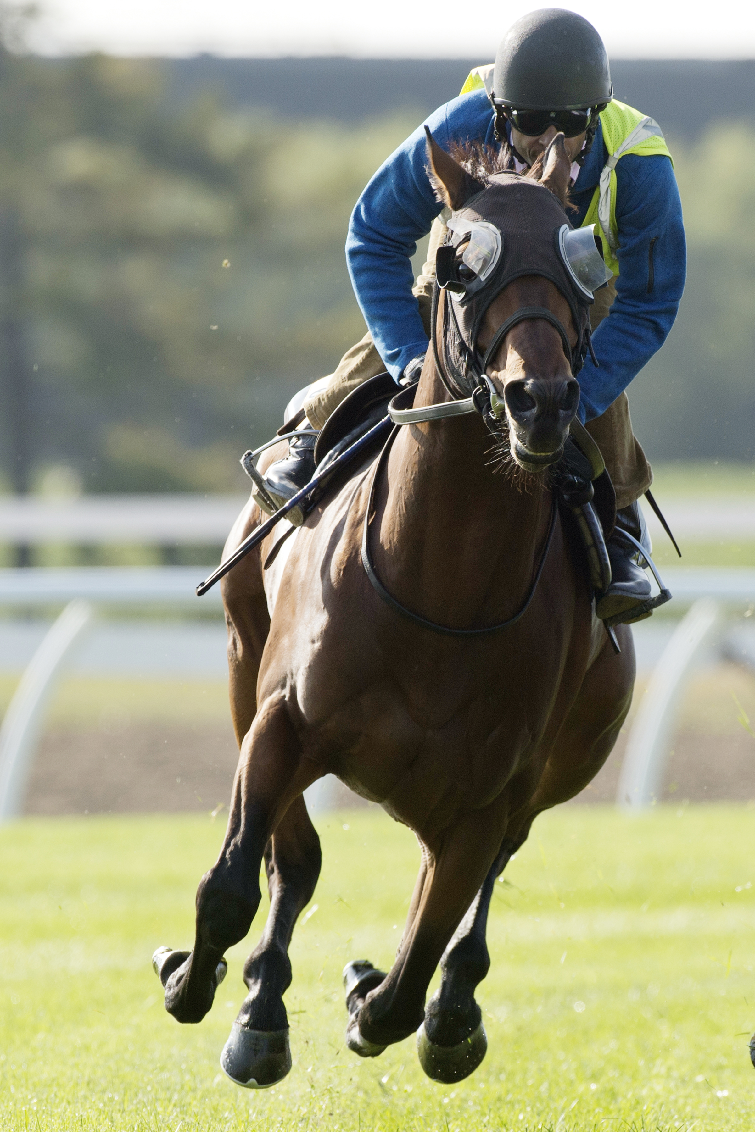 Danish Dynaformer trains at Woodbine on Oct. 5