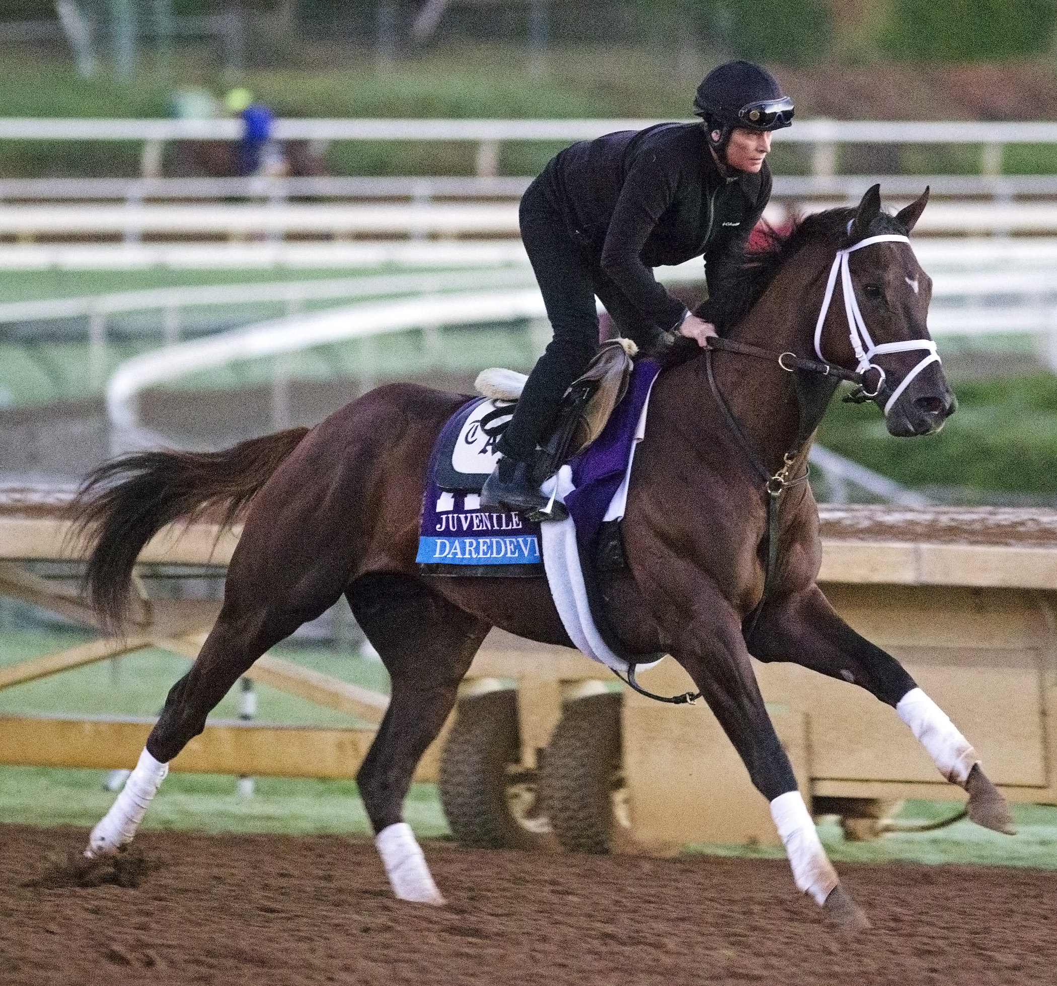 Daredevil trains at Santa Anita on Oct. 29