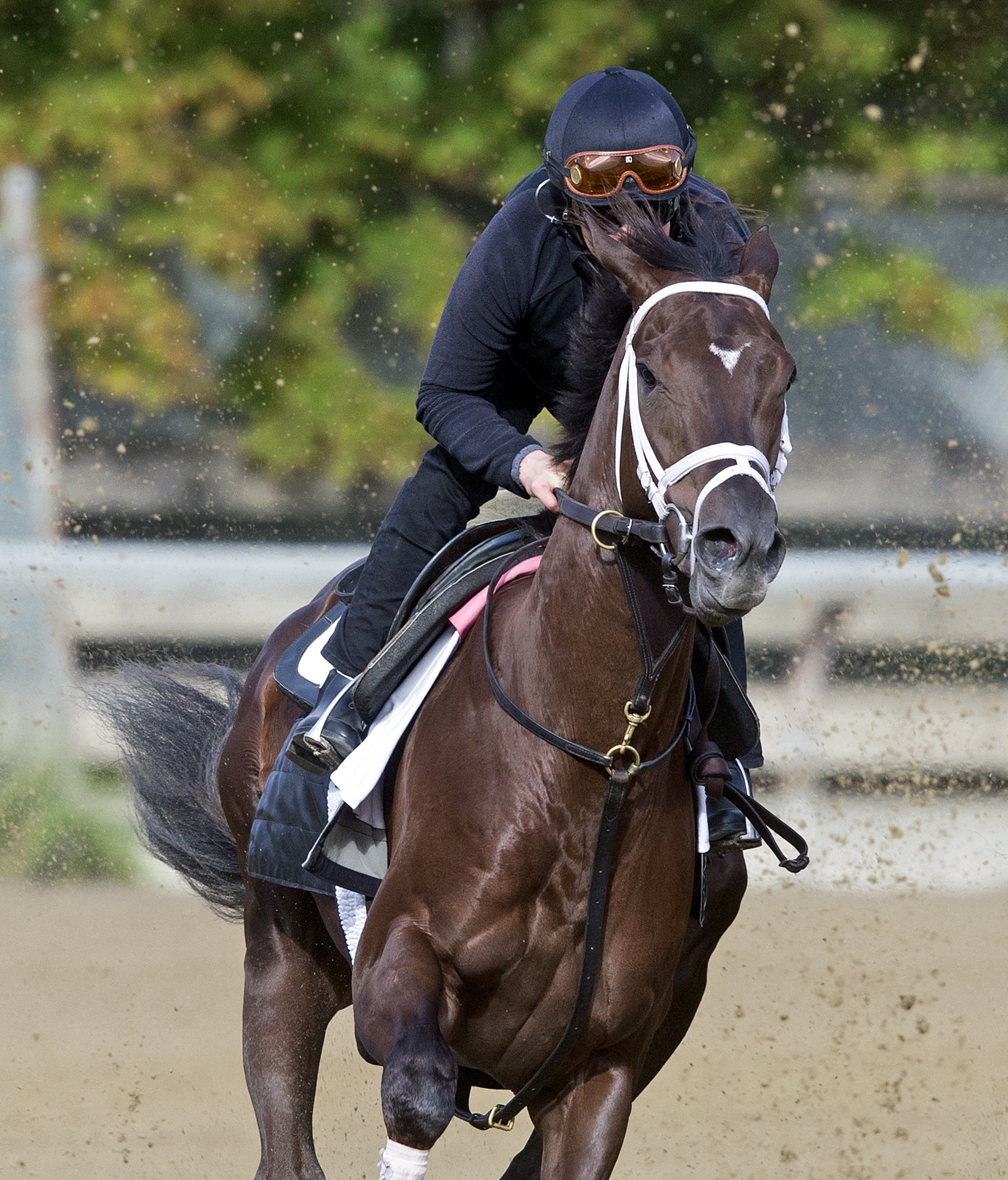 Daredevil trains at Belmont Oct. 19