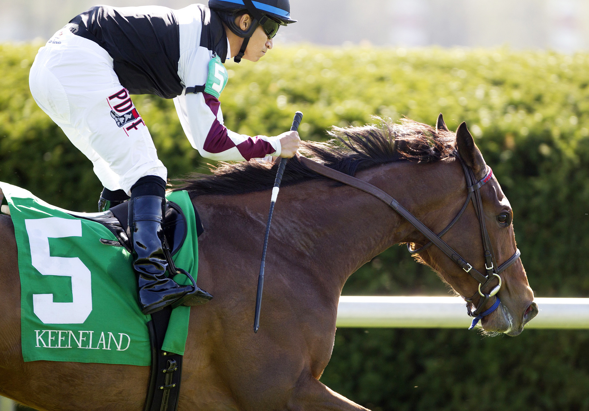Daring Dancer wins the Appalachian Stakes