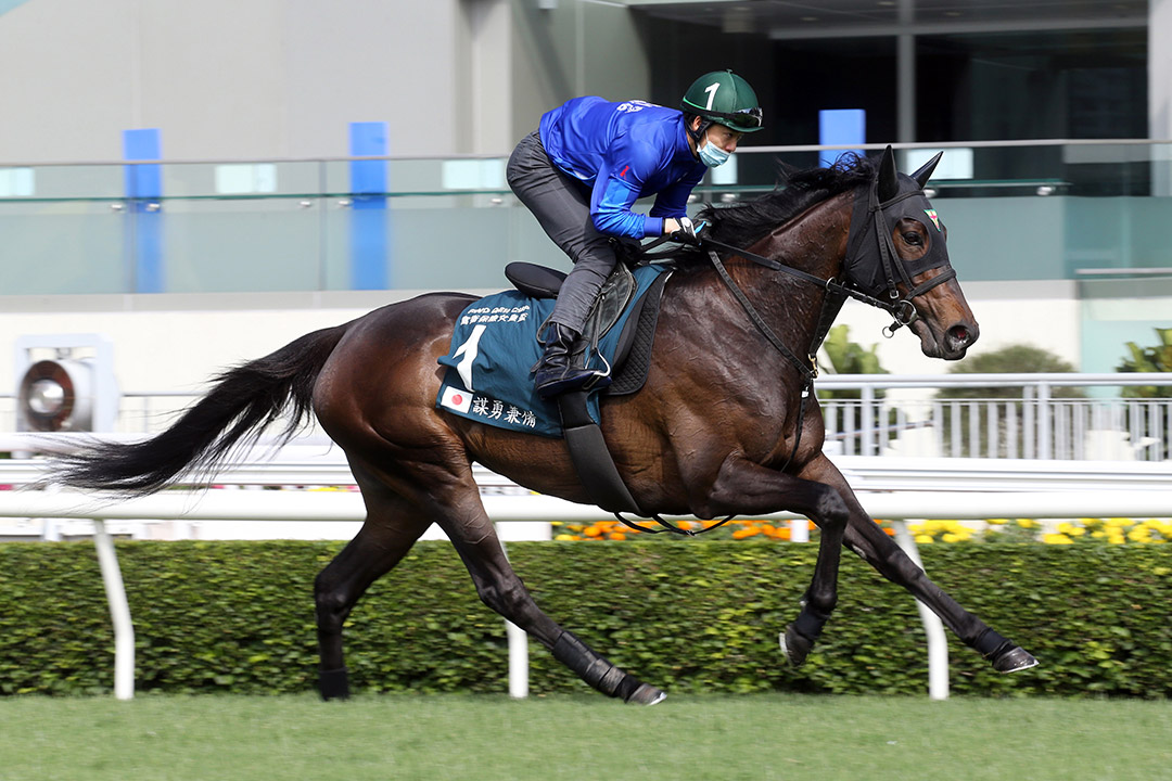 Daring Tact trains at Sha Tin Racecourse on April 21