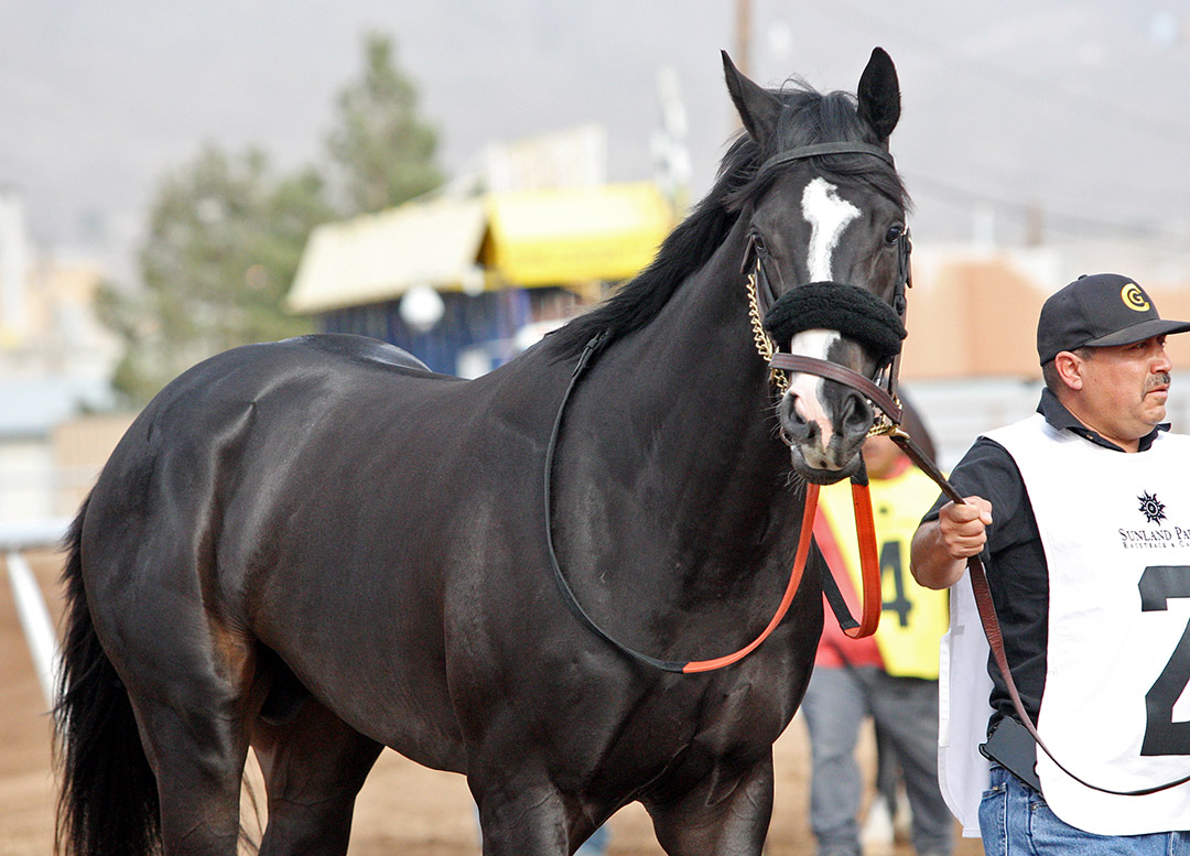 Dark Vader at Sunland Park in 2018