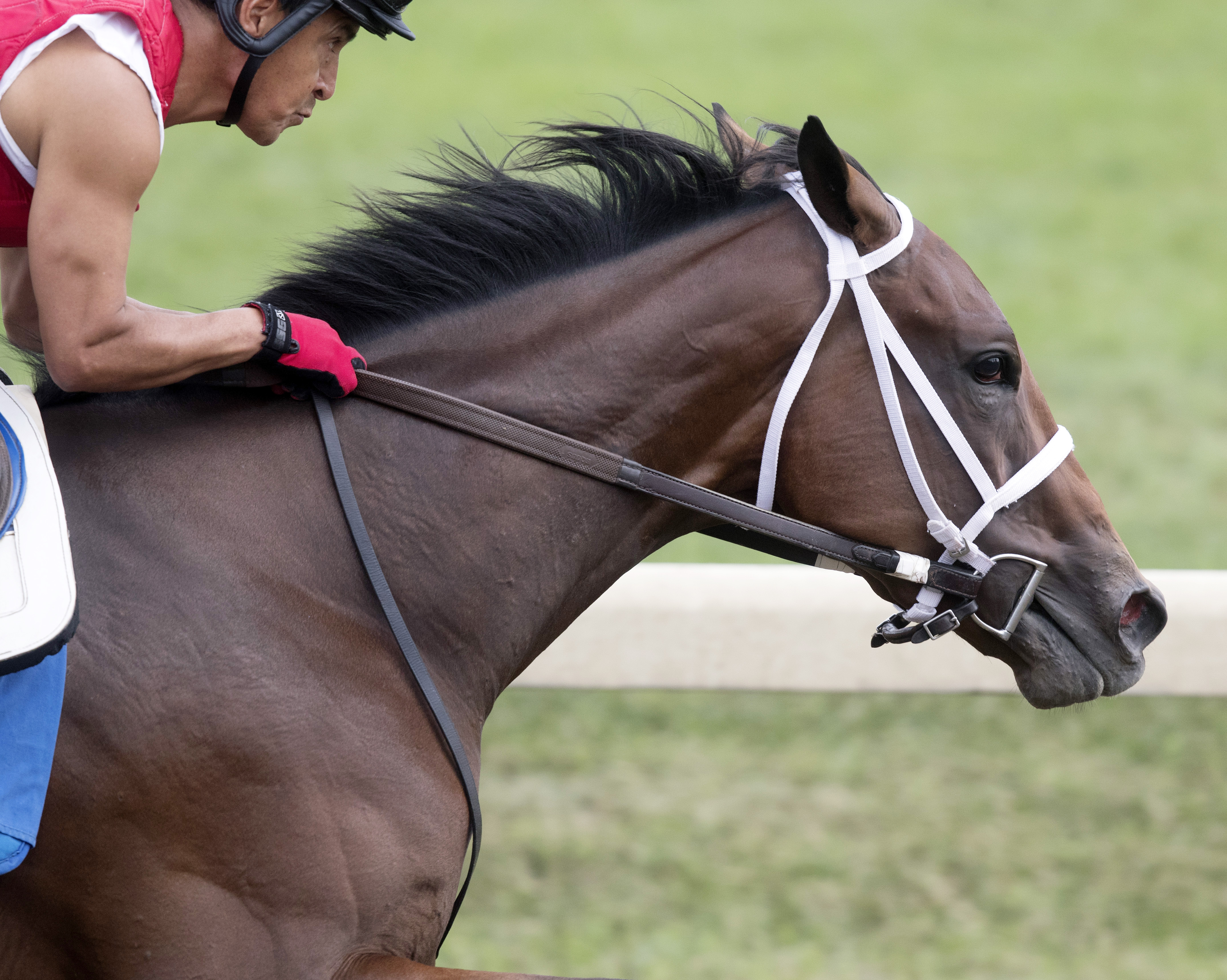 Dawn the Destroyer works at Saratoga on Aug. 11