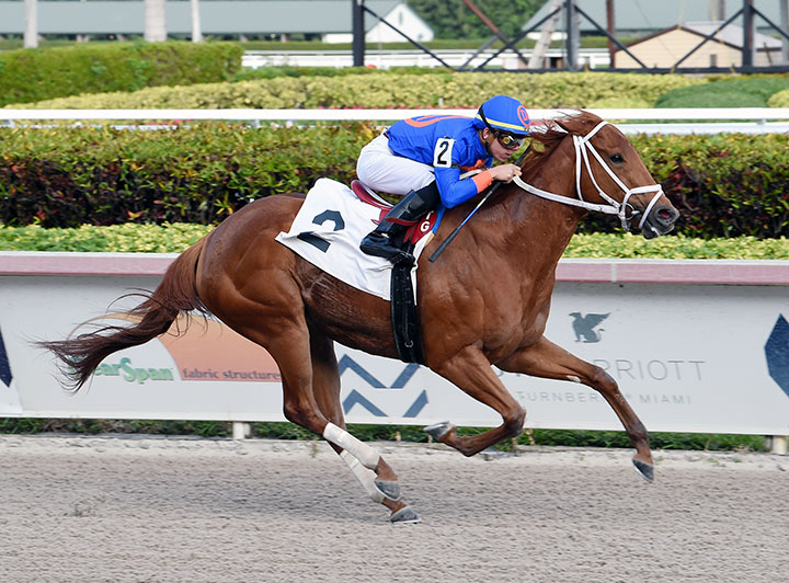 Day by Day wins a Jan. 31 allowance race at Gulfstream Park