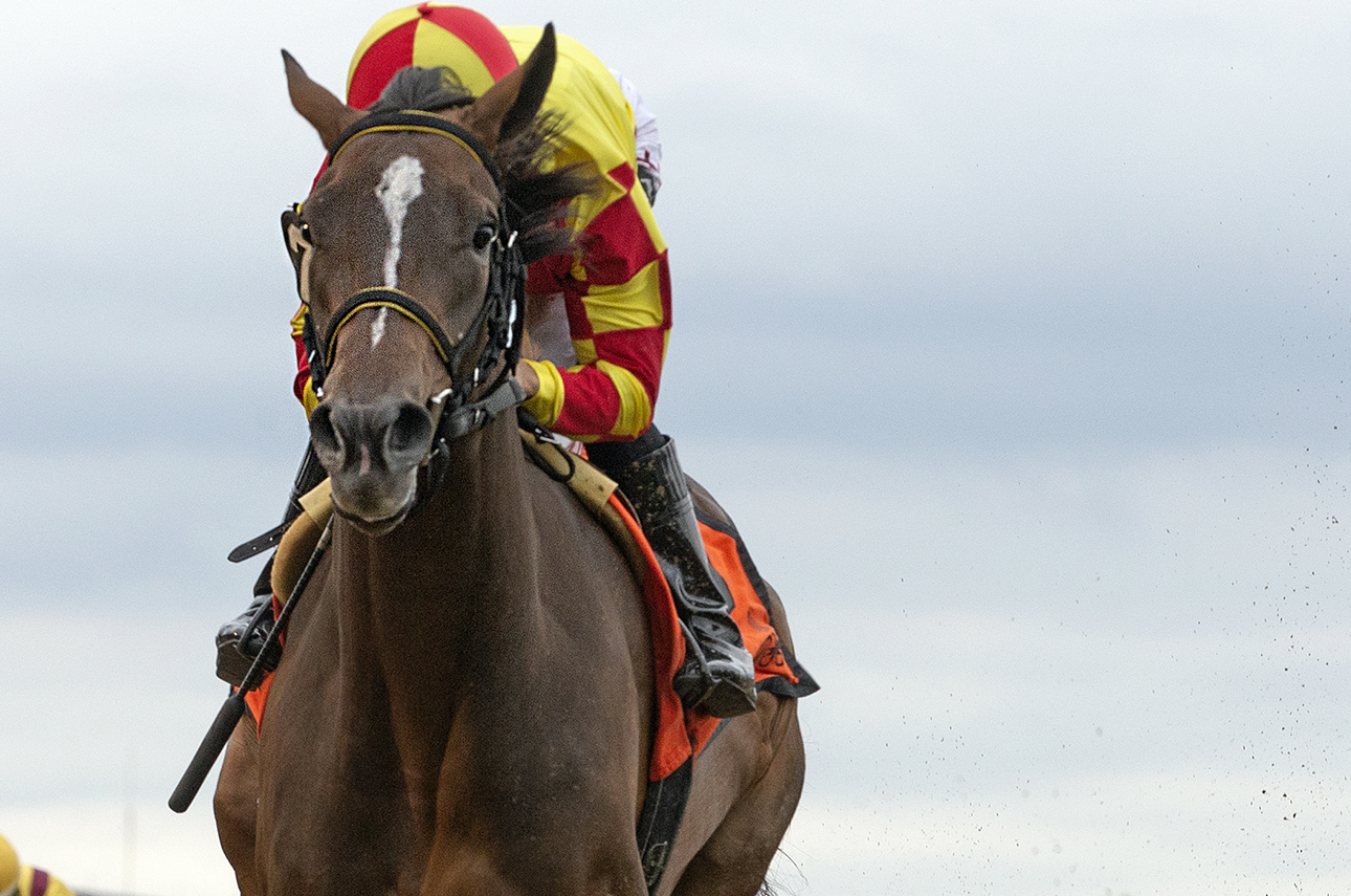 ECLIPSE 2yo Dayoutoftheoffice