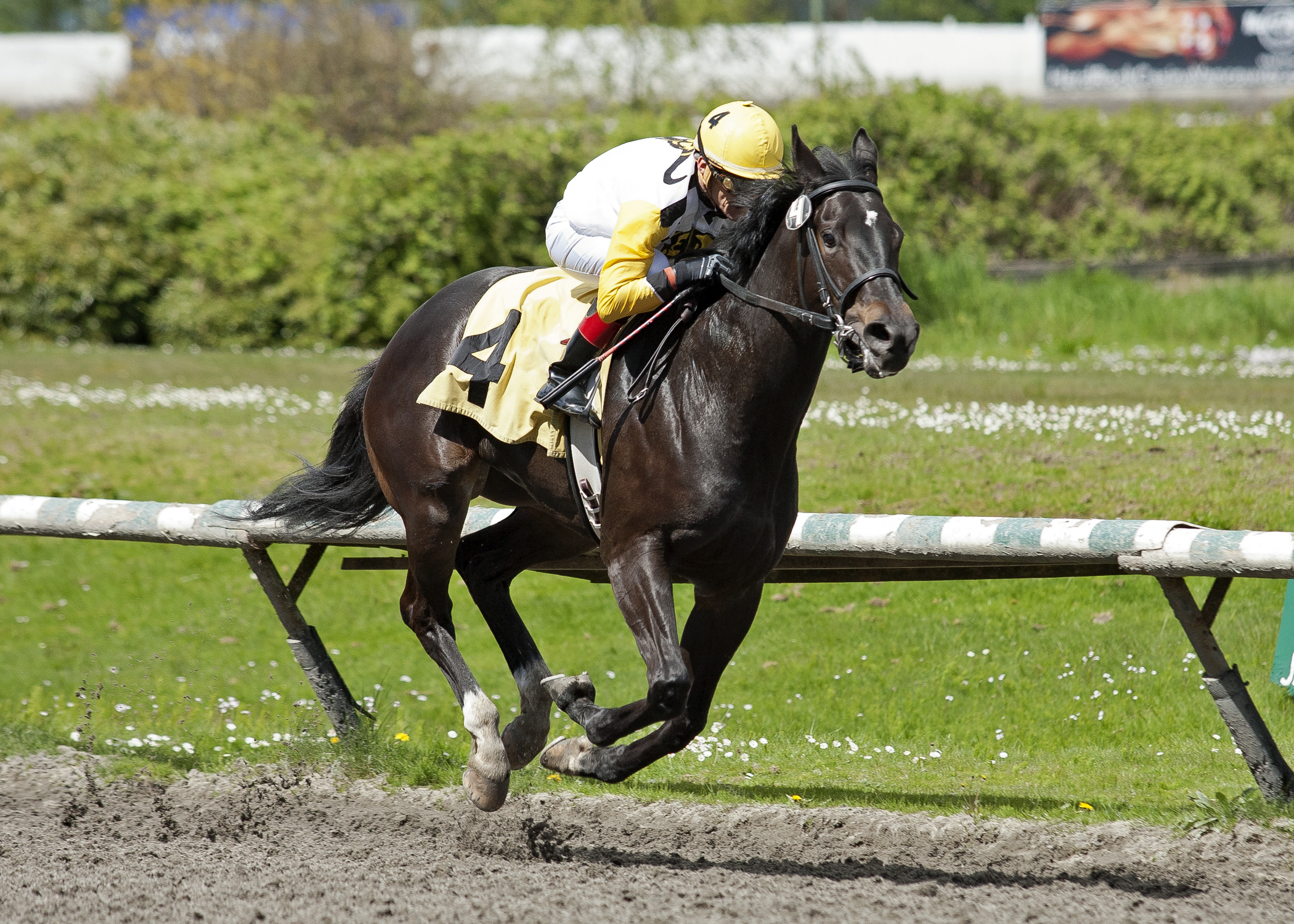 Daz Lin Dawn wins the British Columbia Cup Dogwood Stakes
