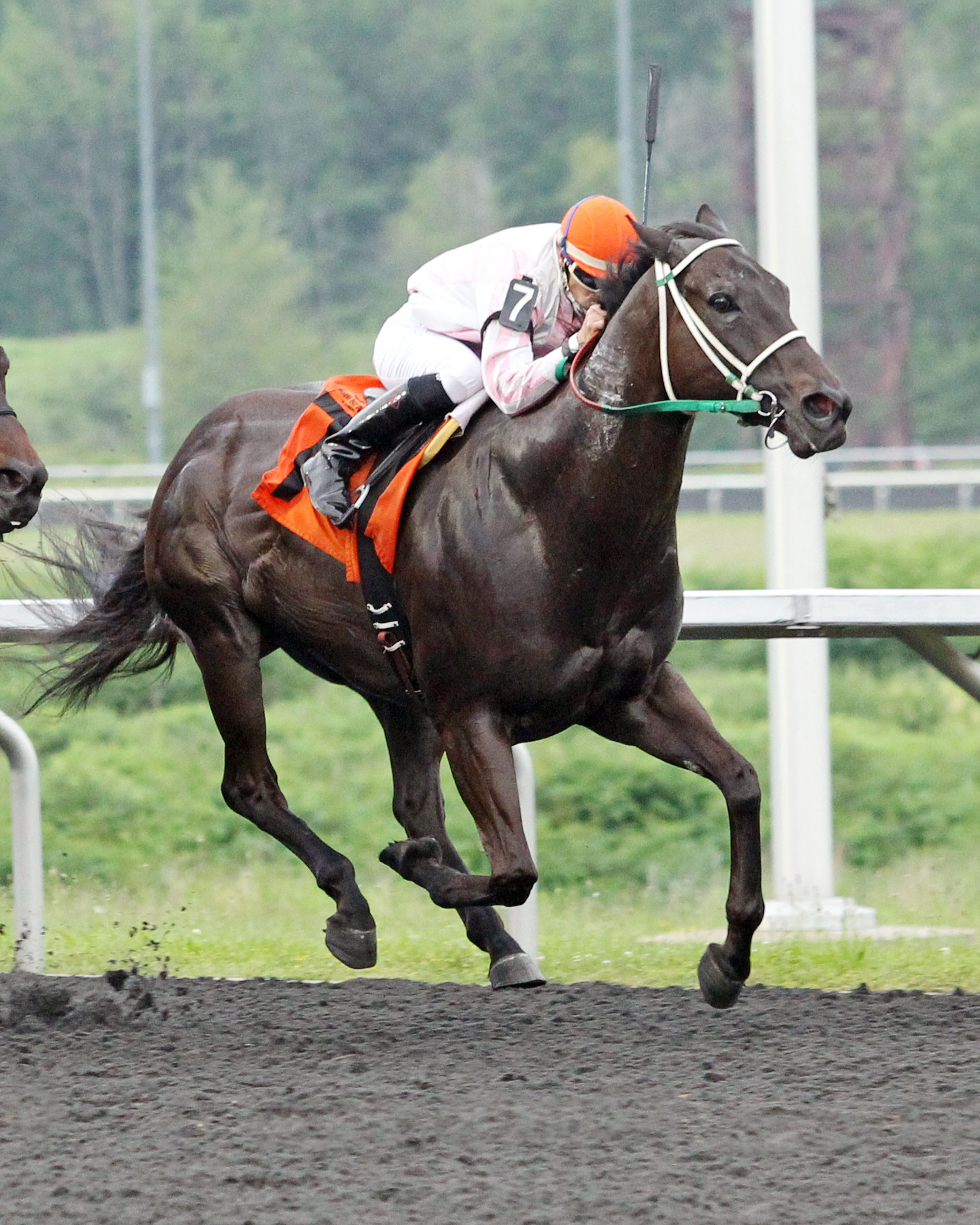 Dazzled Saint wins the 2015 Karl Boyes Memorial