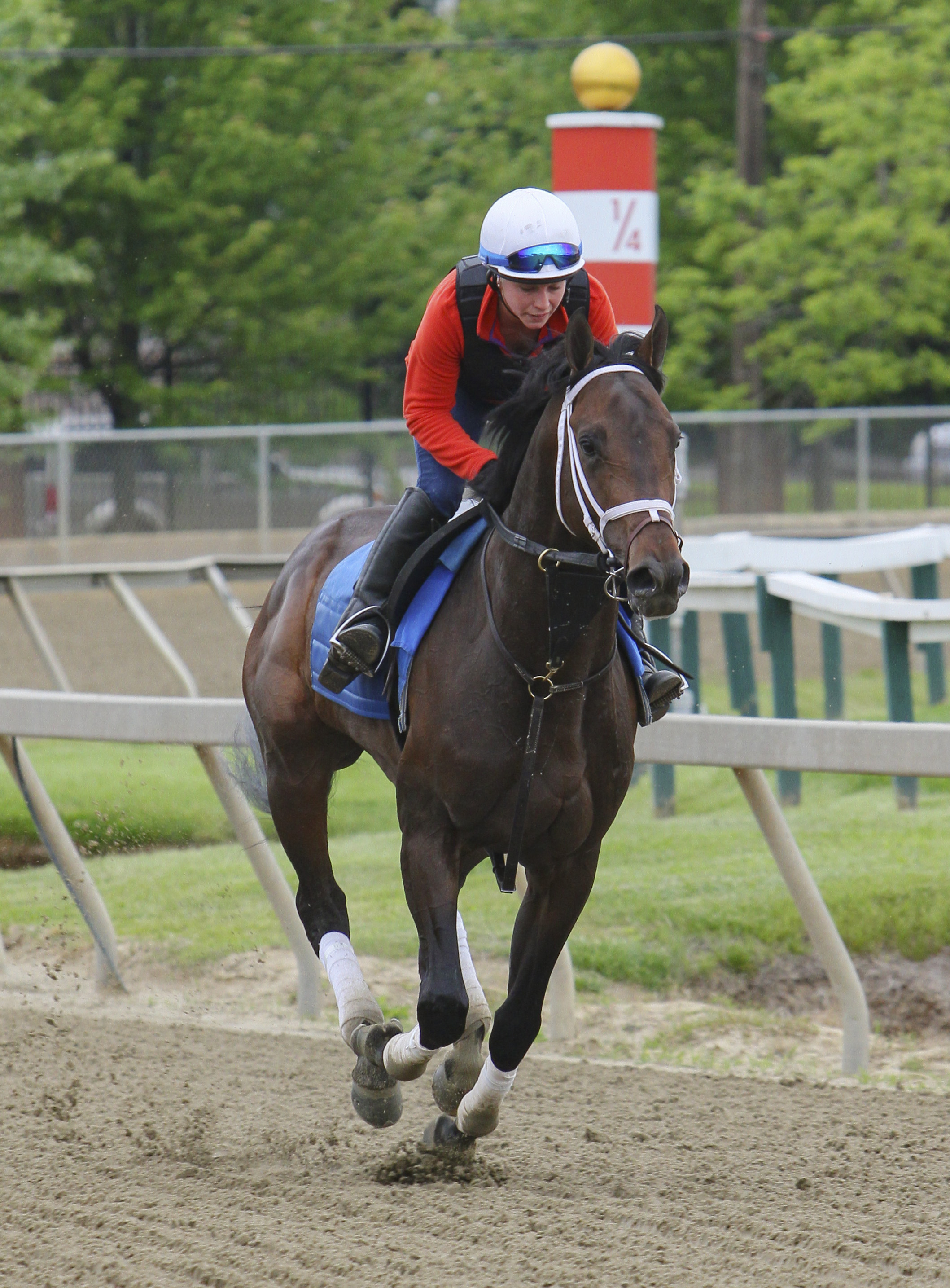 Dazzling Gem trains at Pimlico on May 19