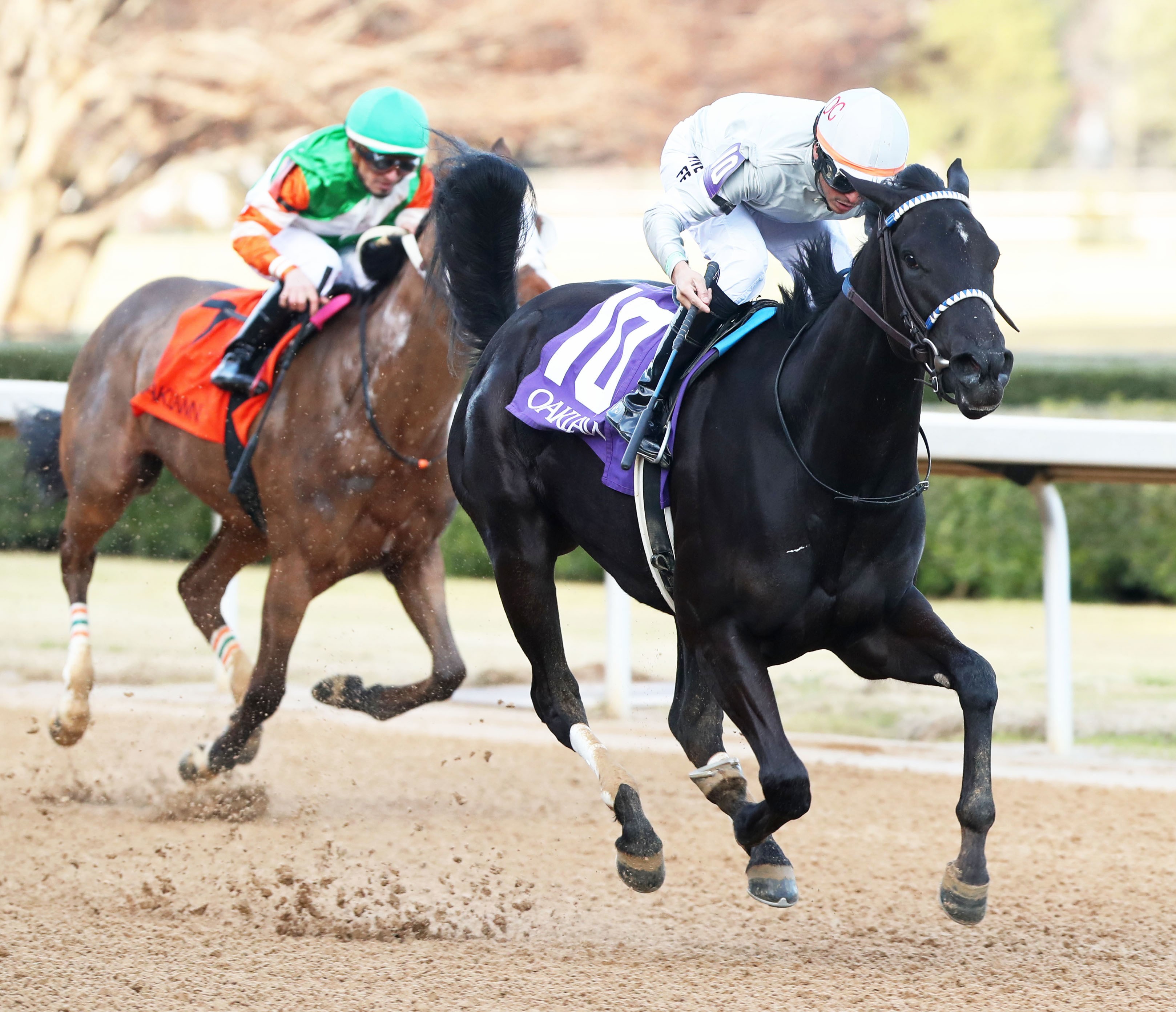 Dear Lady wins maiden at OP Dec 31 2022