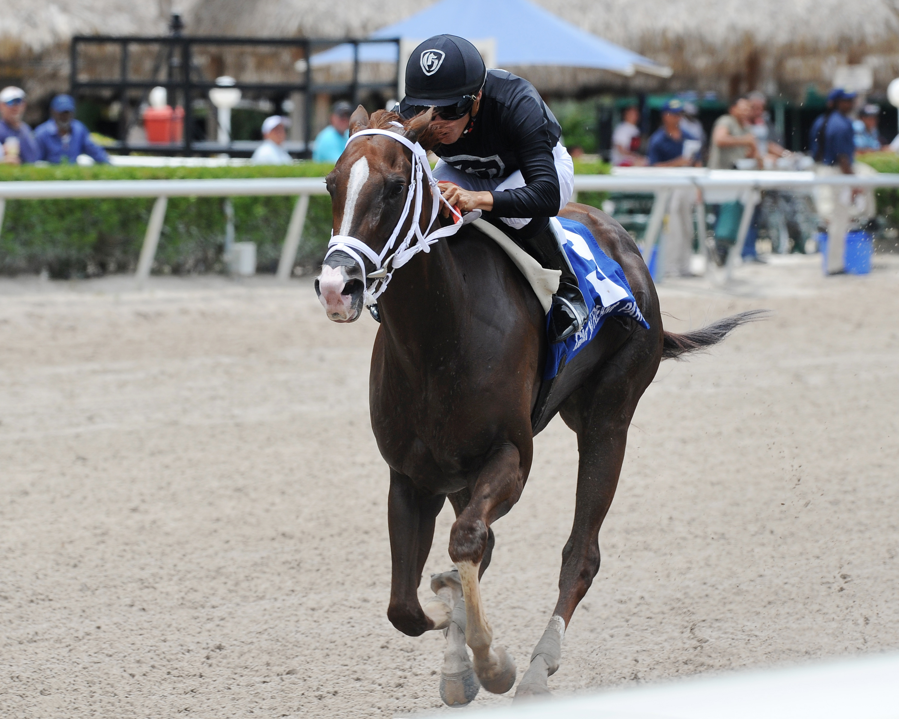 Dearest wins the Azalea