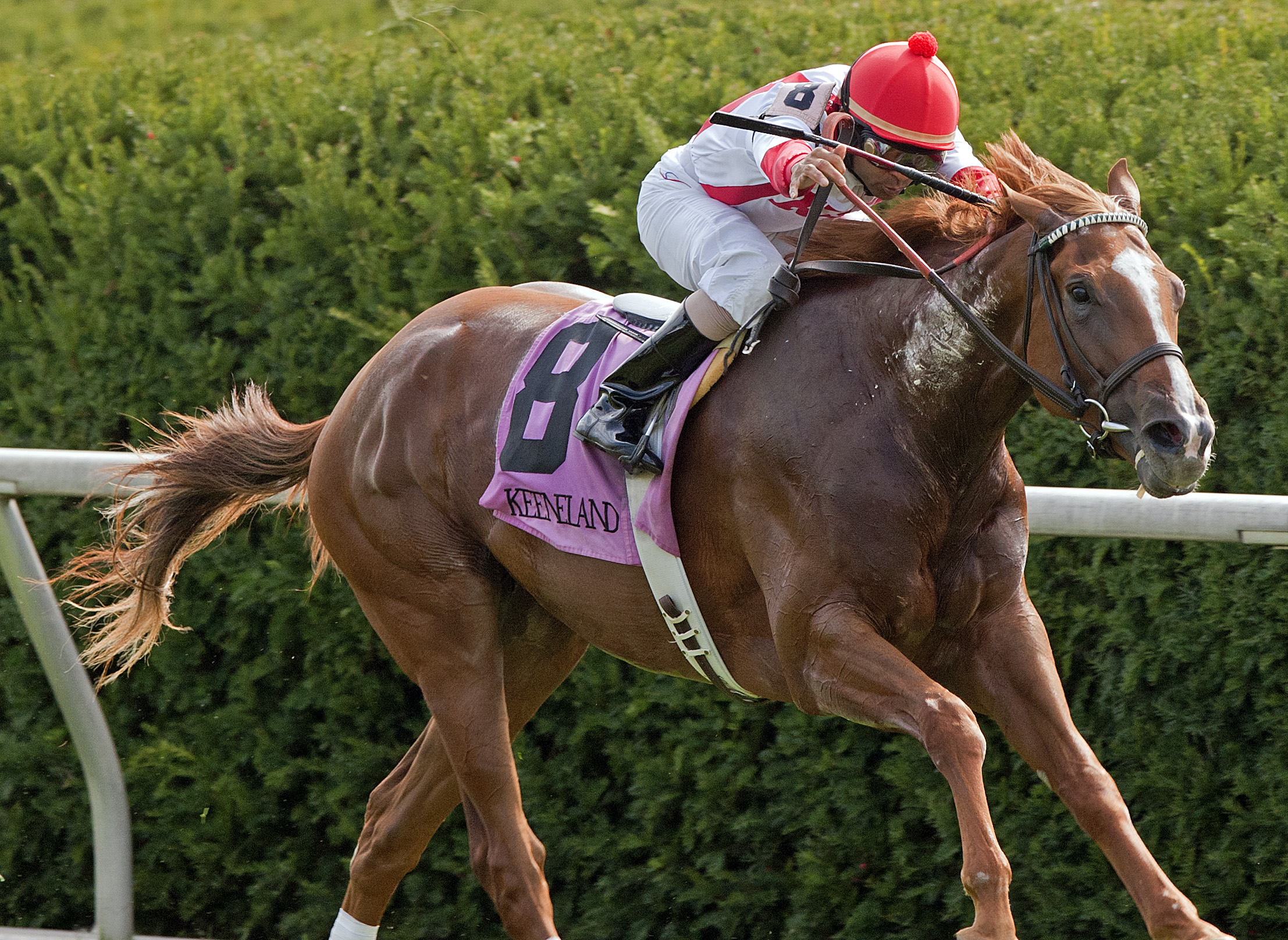 Debase the Dollar/maiden win