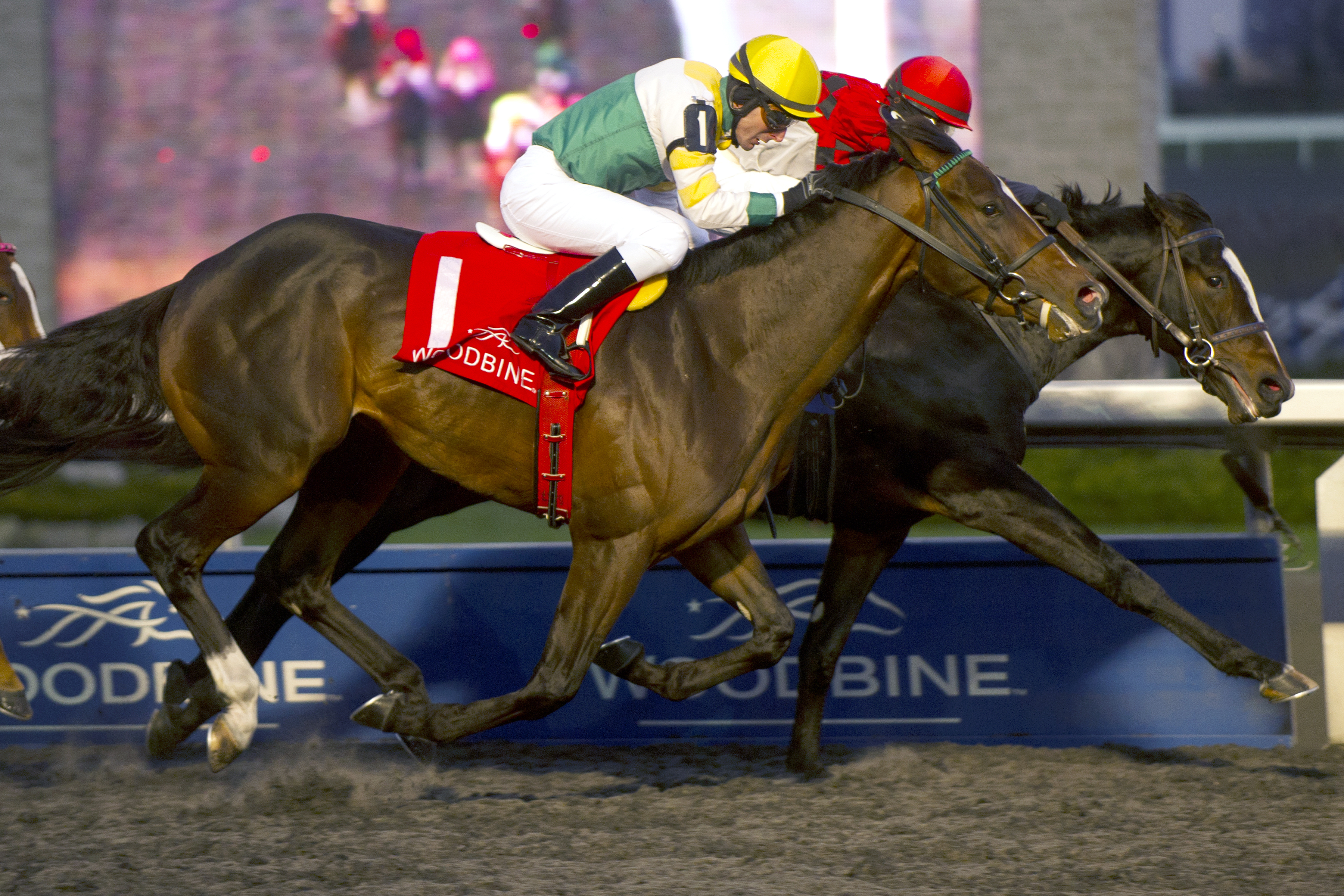 Nipigon finishes second in the 2014 Coronation Futurity