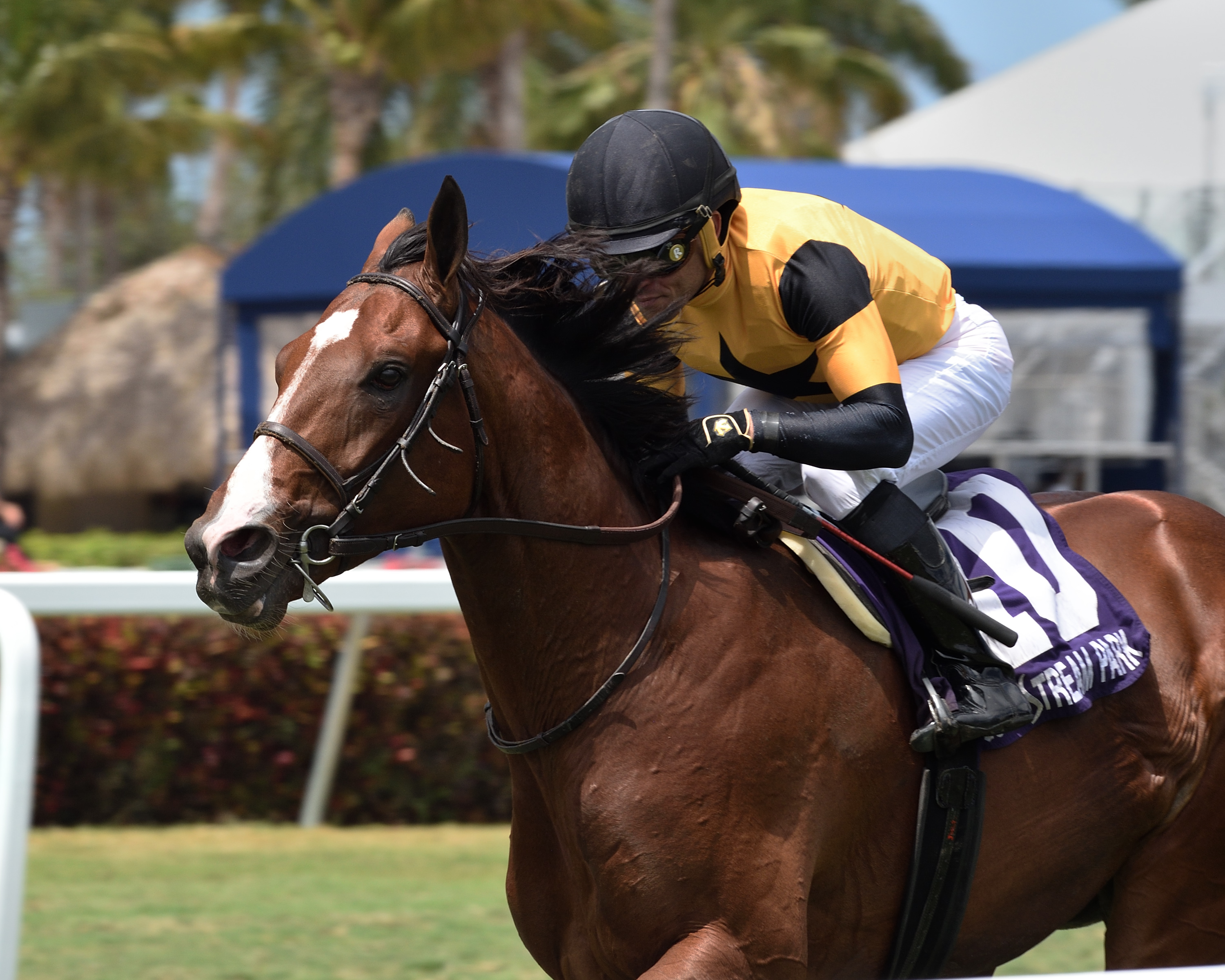 Decorated Invader wins the 2020 Cutler Bay Stakes