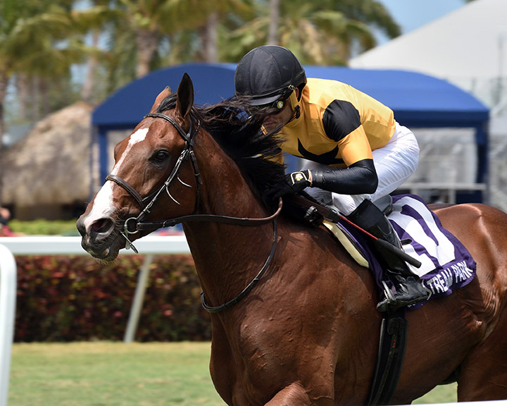 Decorated Invader wins the Cutler Bay Stakes at Gulfstream Park