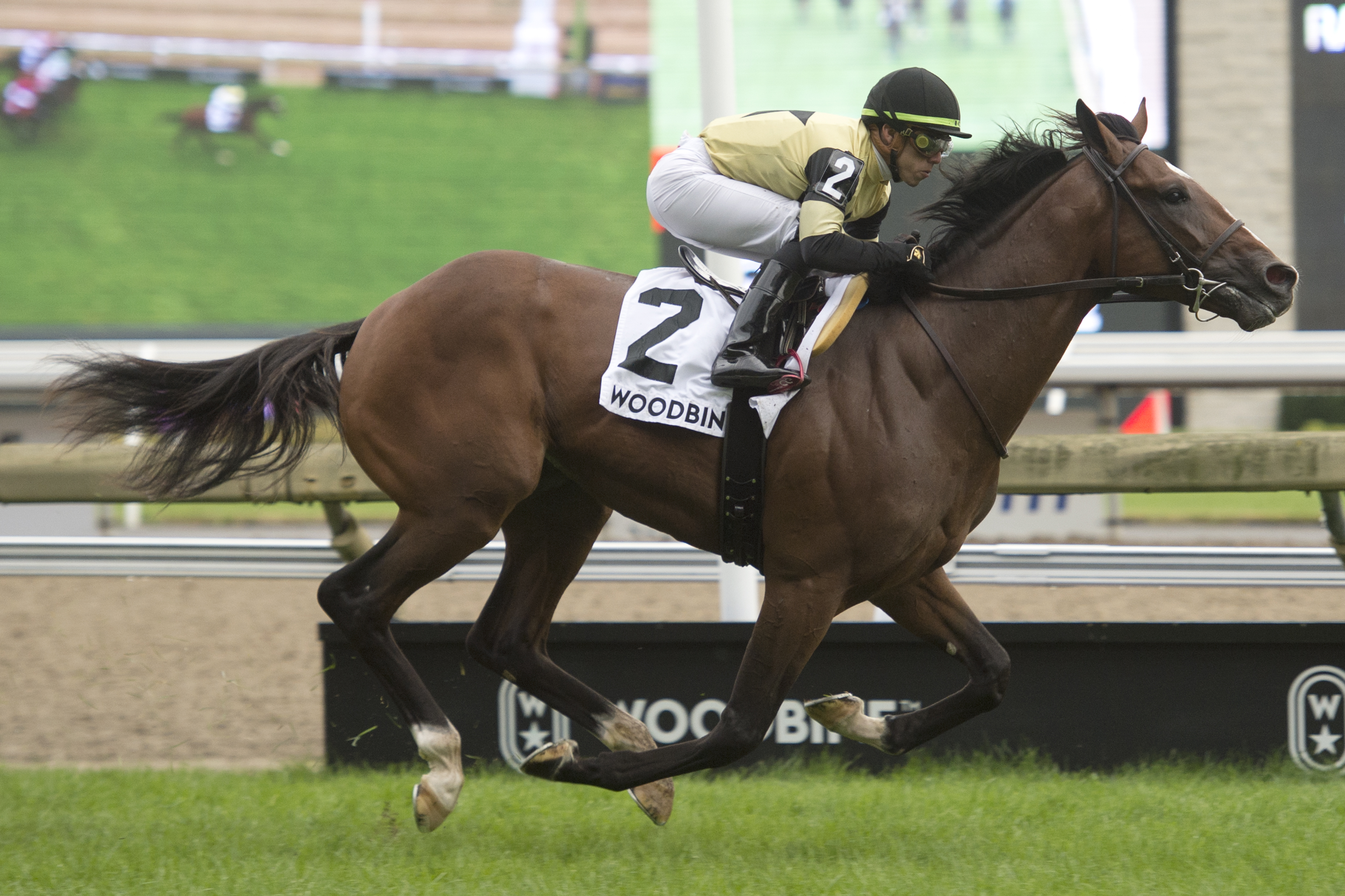 Decorated Invader wins the 2019 Summer Stakes