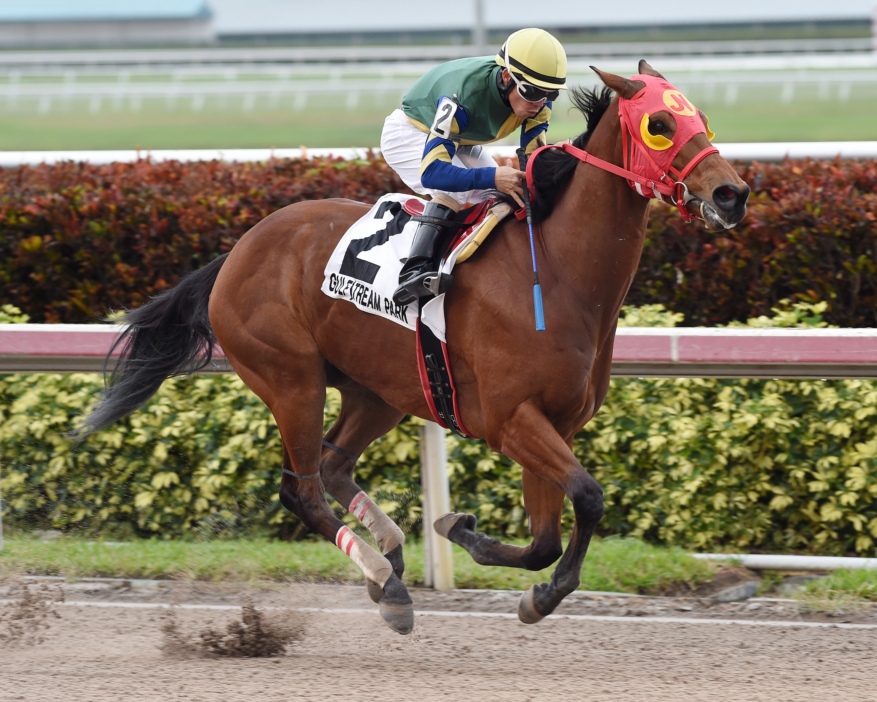 Defer Heaven wins the Trust Buster Stakes