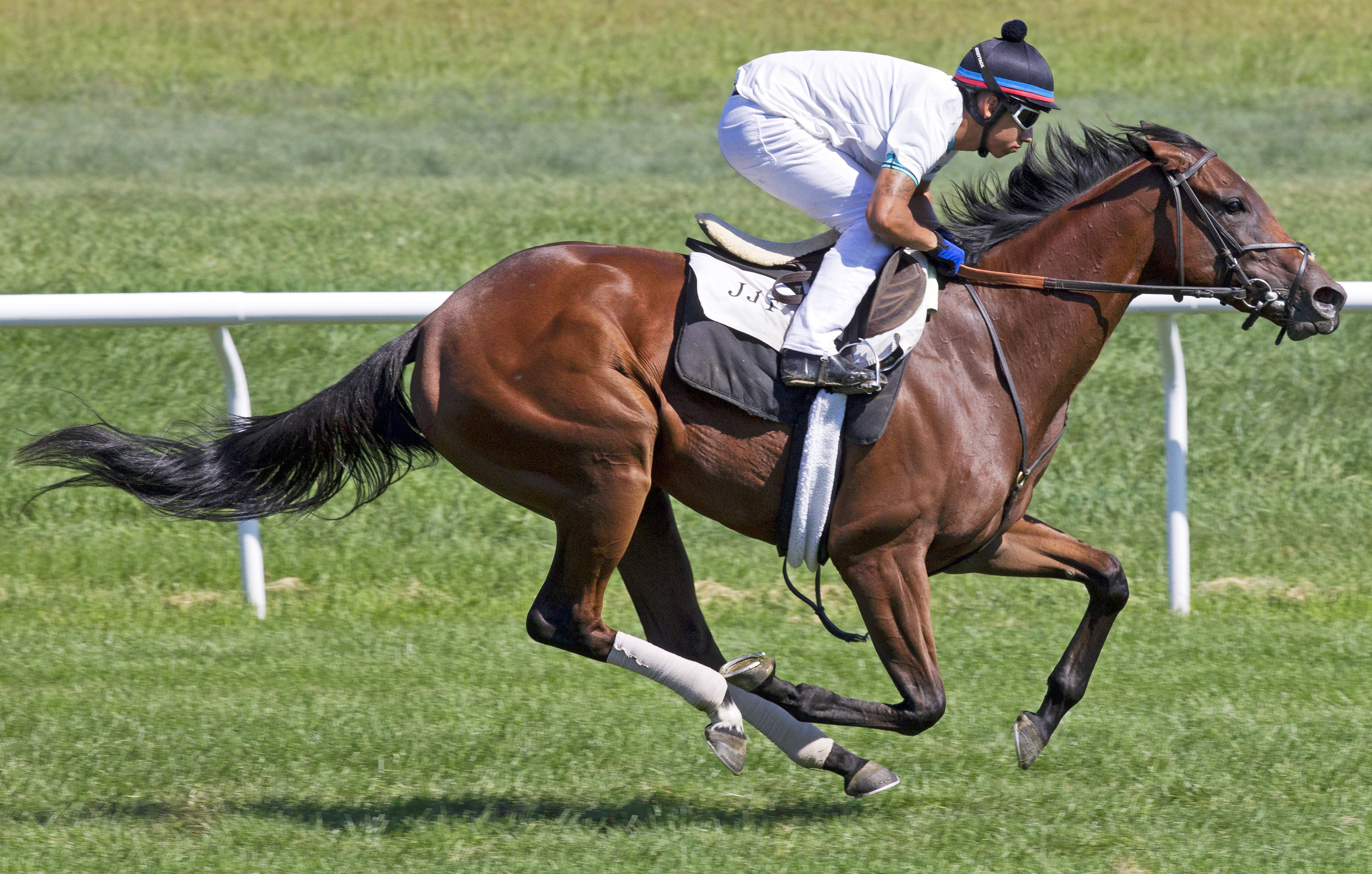 Defiant Honor trains at Saratoga in August 2016