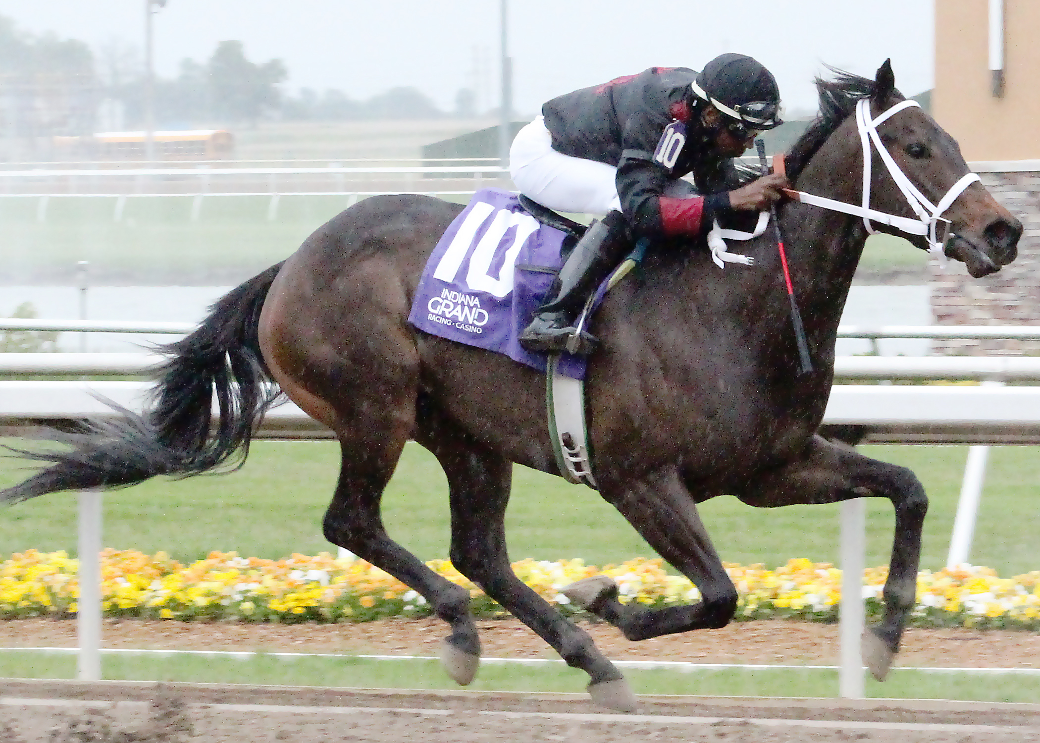 Defining Hope wins the Swiftly Sired Fillies Stakes