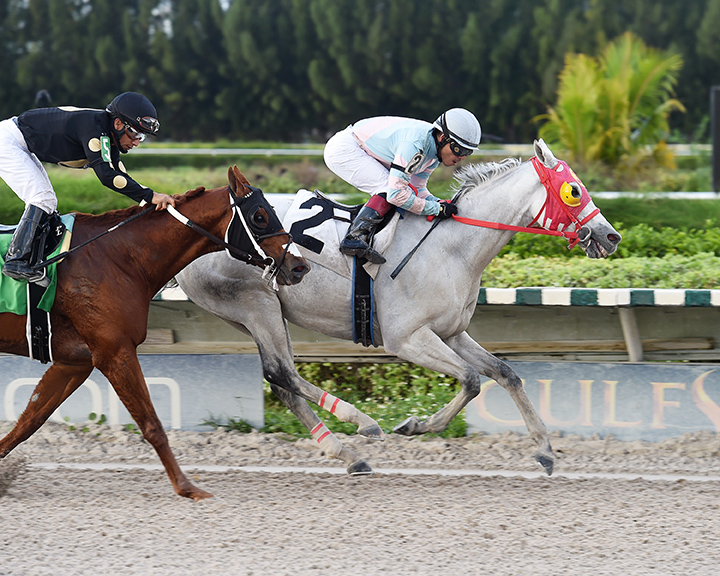 Delta Bluesman wins a November 2018 allowance race at Gulfstream Park West