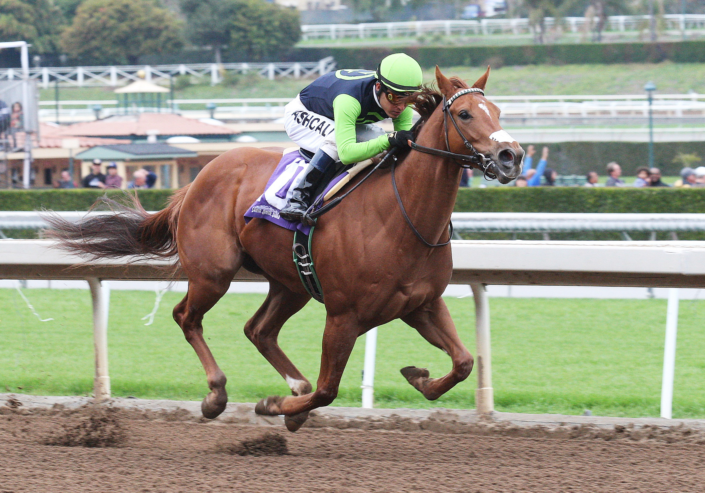 Denman's Call wins a maiden race