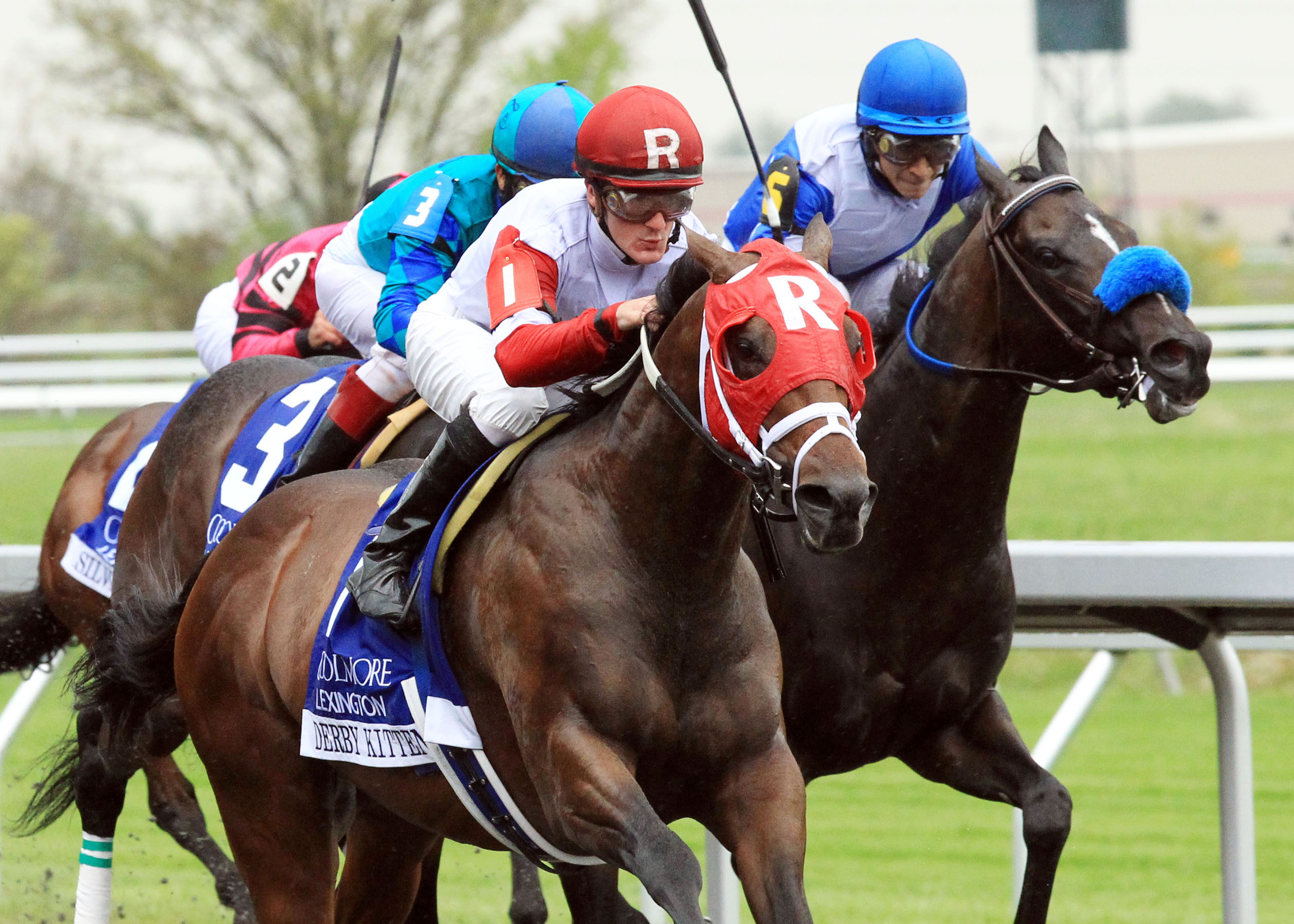 Derby Kitten, Lexington