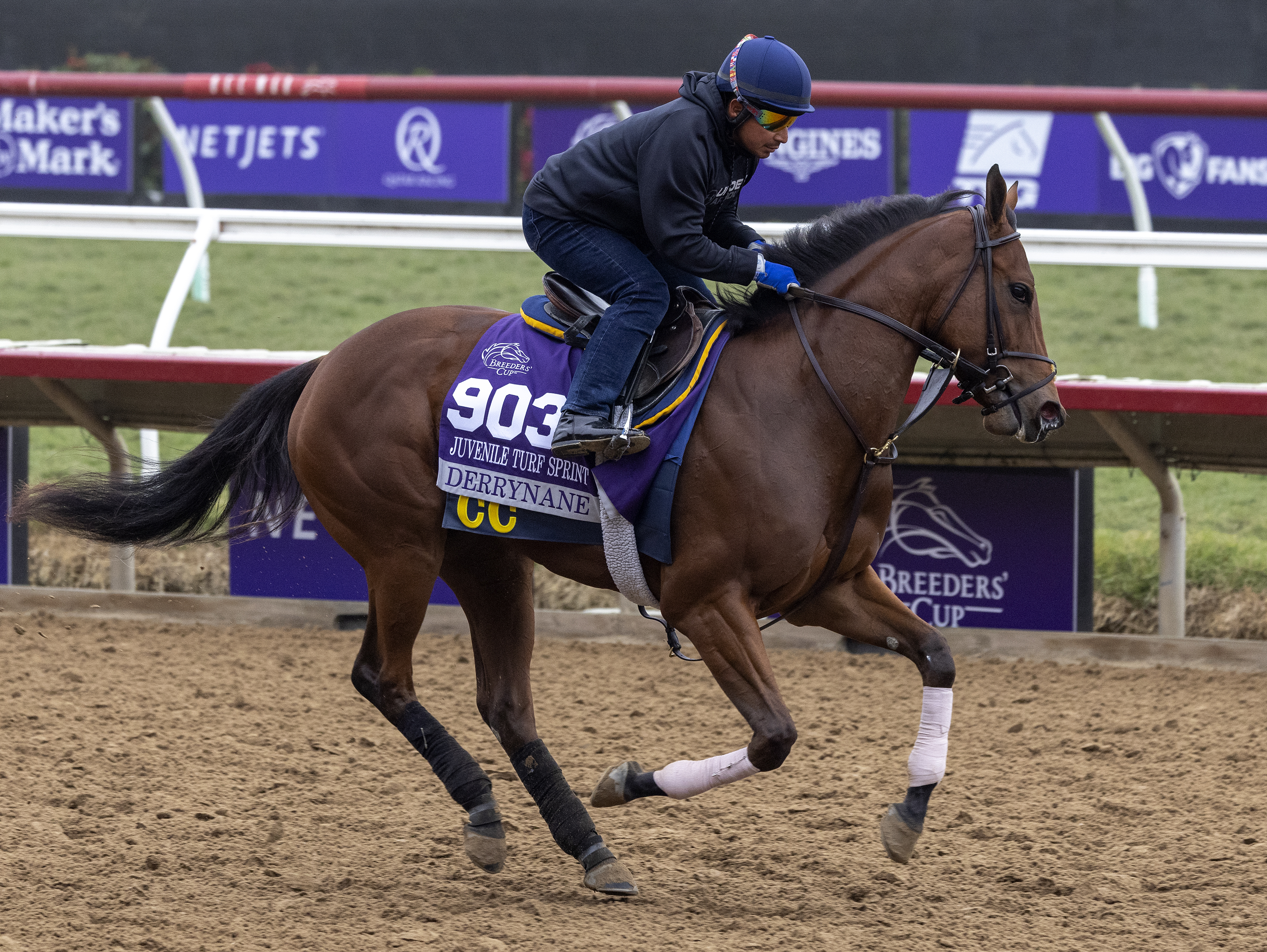 Derrynane trains at Del Mar prior to the Breeders' Cup on Nov 4 2021