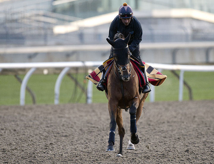 Desert Encounter trains at Woodbine Racetrack on Oct. 9