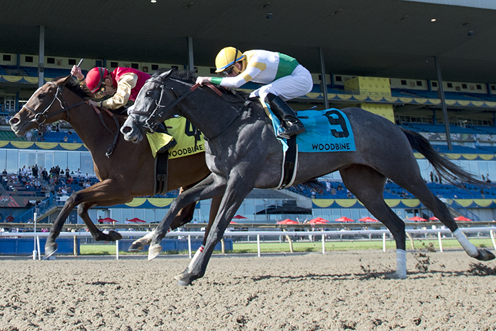 Bold Script finishes second in the Woodbine Oaks
