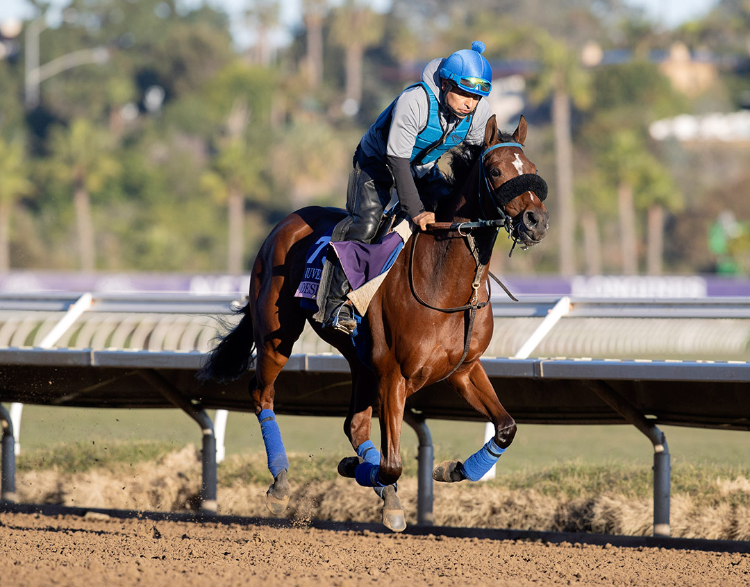 Desert Dawn trains for the Breeders' Cup at Del Mar on Oct. 28