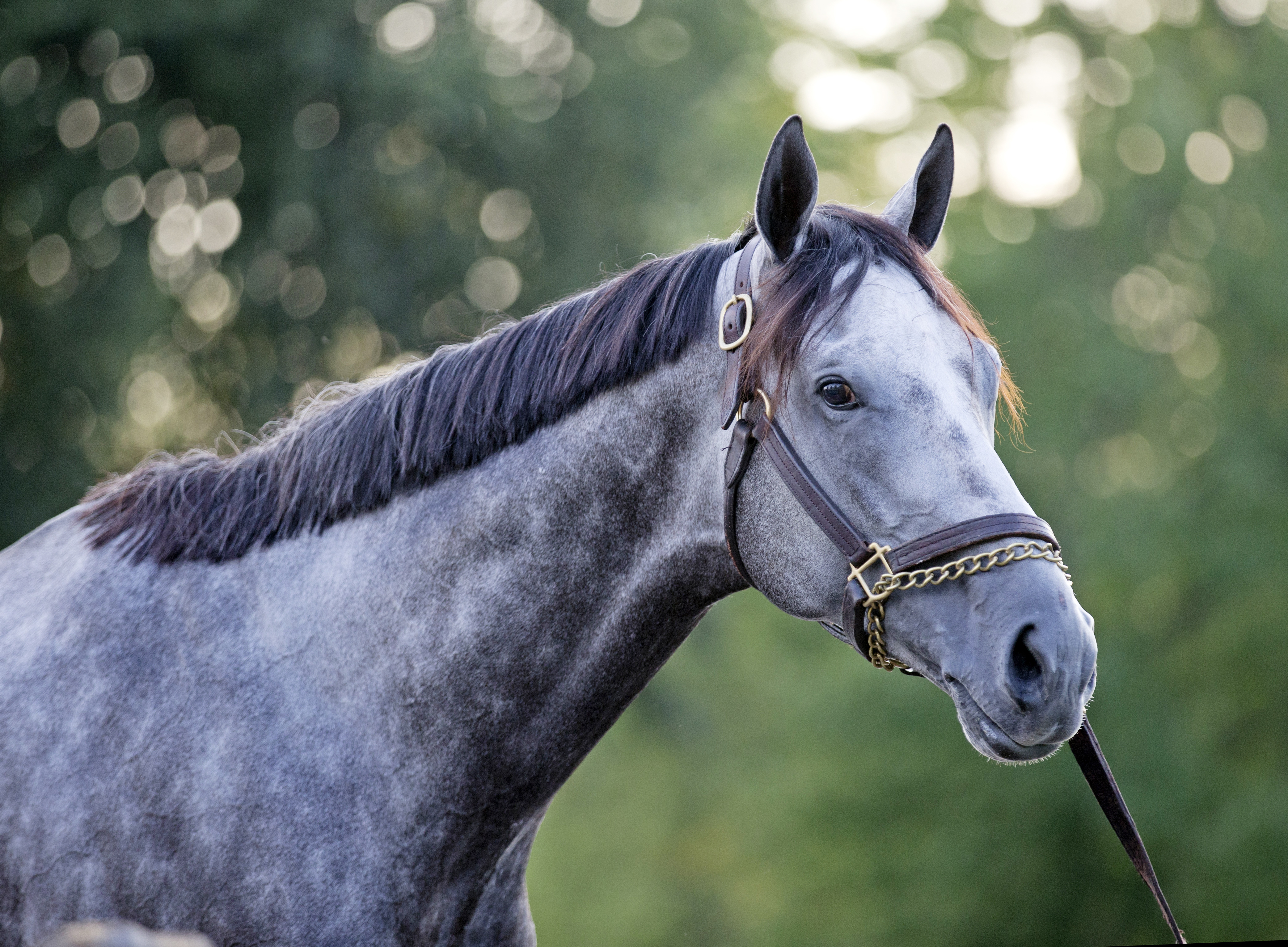 Destin at Saratoga on July 28