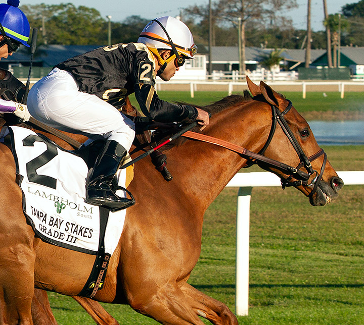 Devamani finishes second in the 2020 Tampa Bay Stakes at Tampa Bay Downs