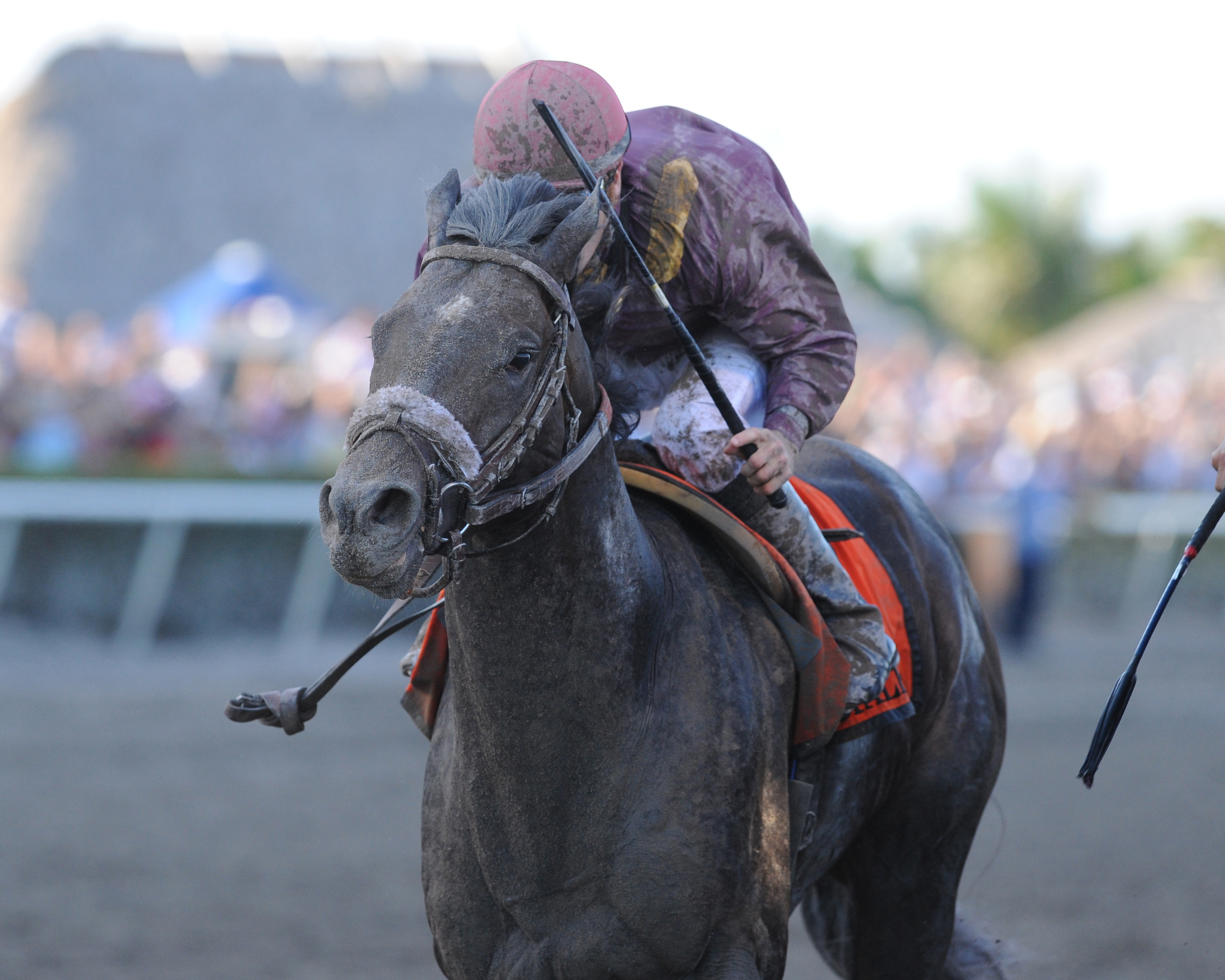 Dialed In/Florida Derby